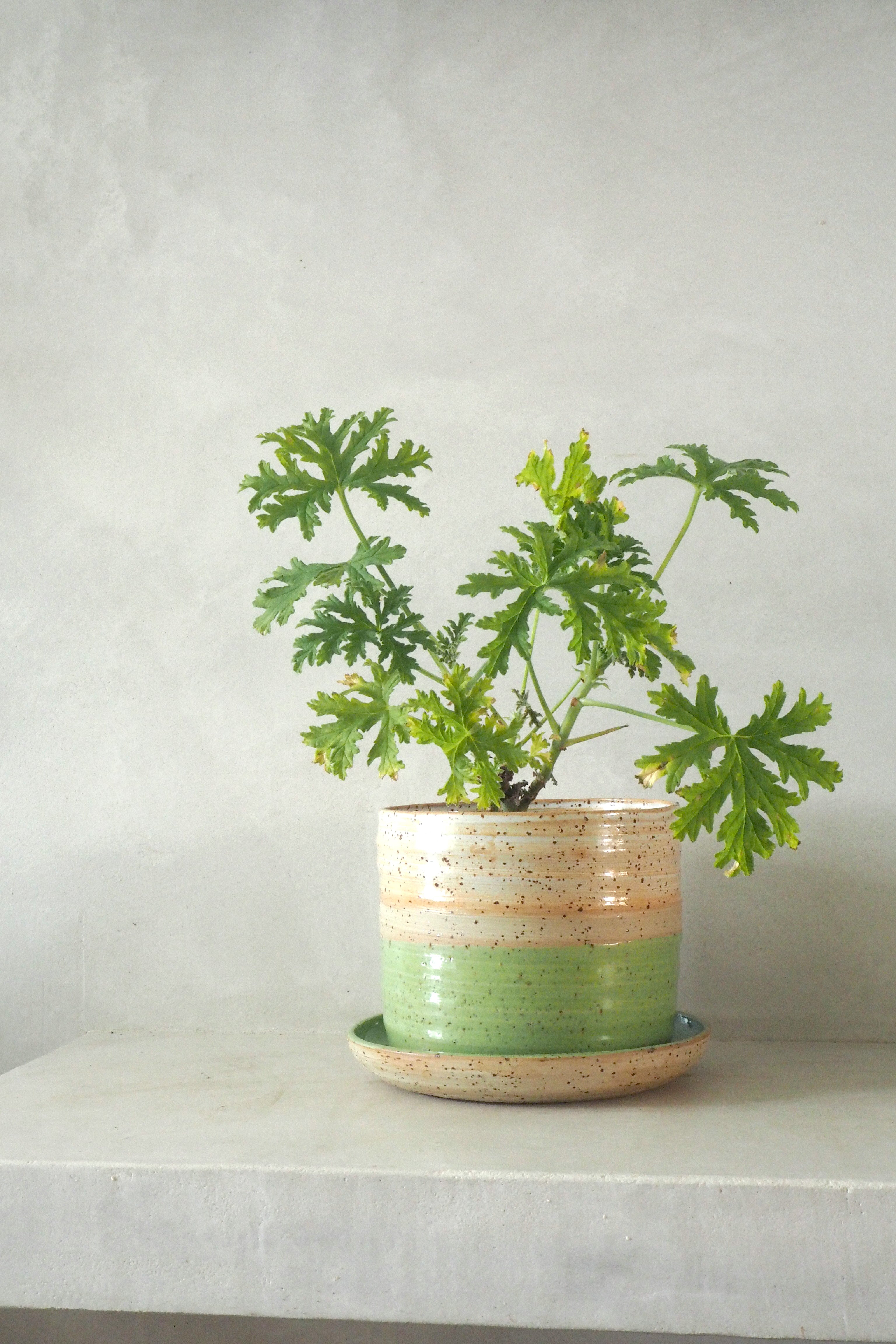 Nina Frigg stor no. 7