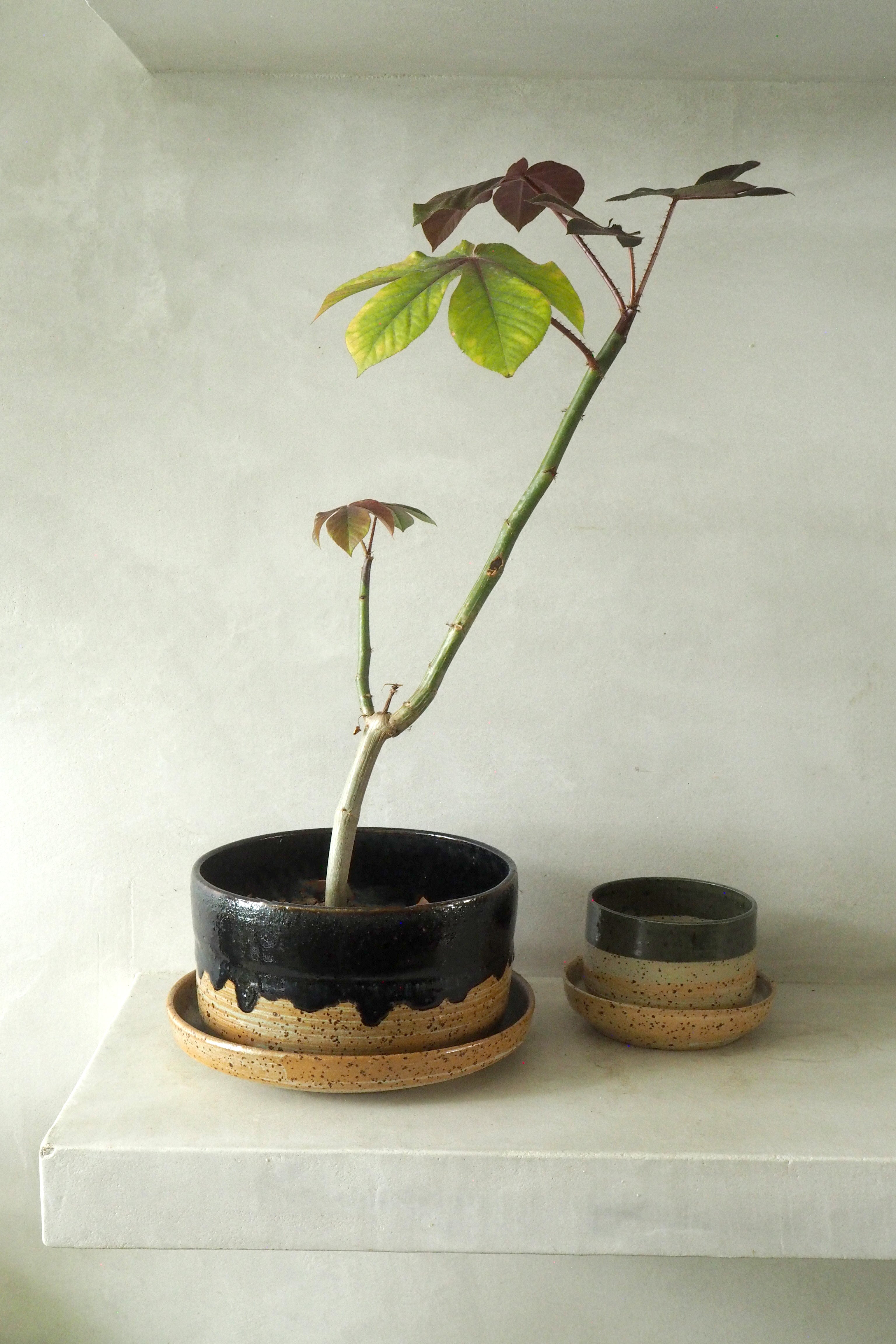 Nina Frigg xl krukke