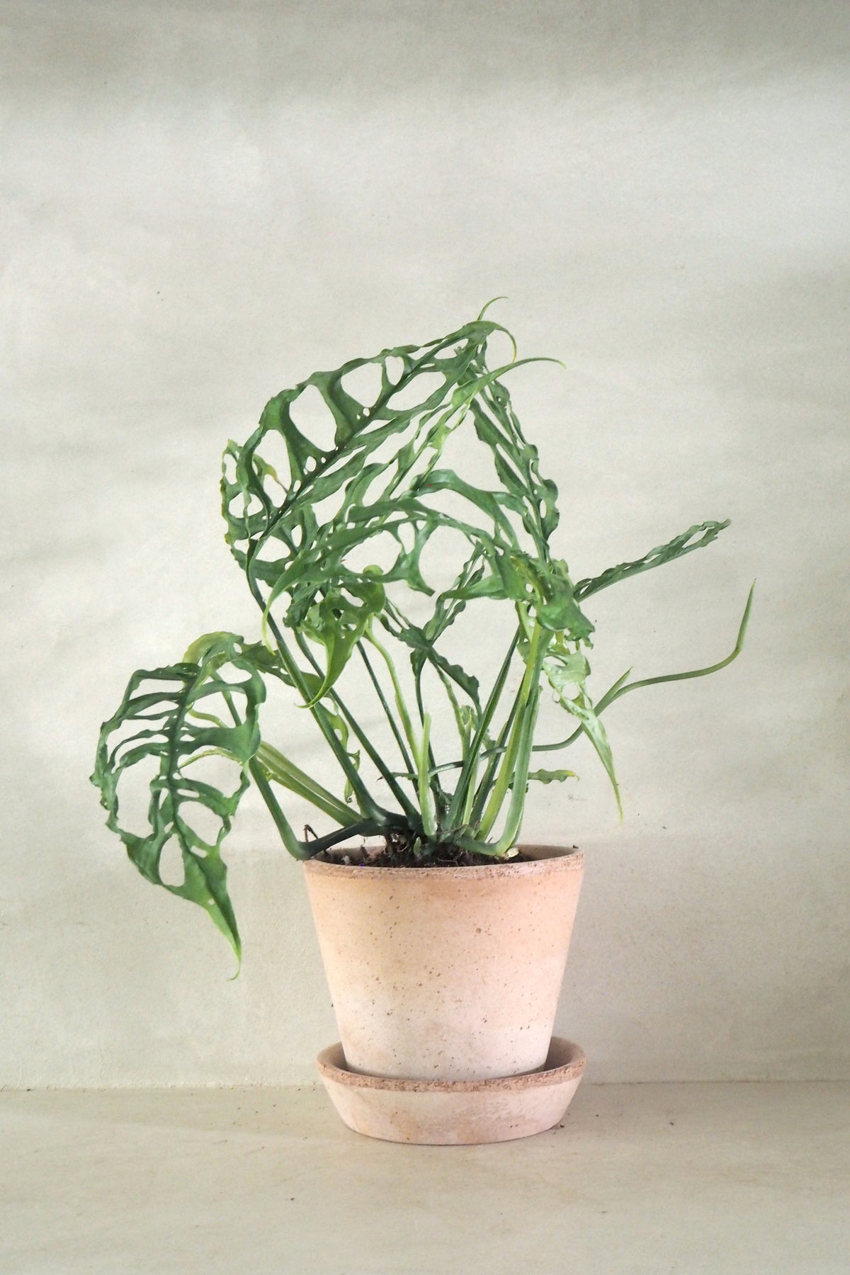 Monstera obliqua Peru