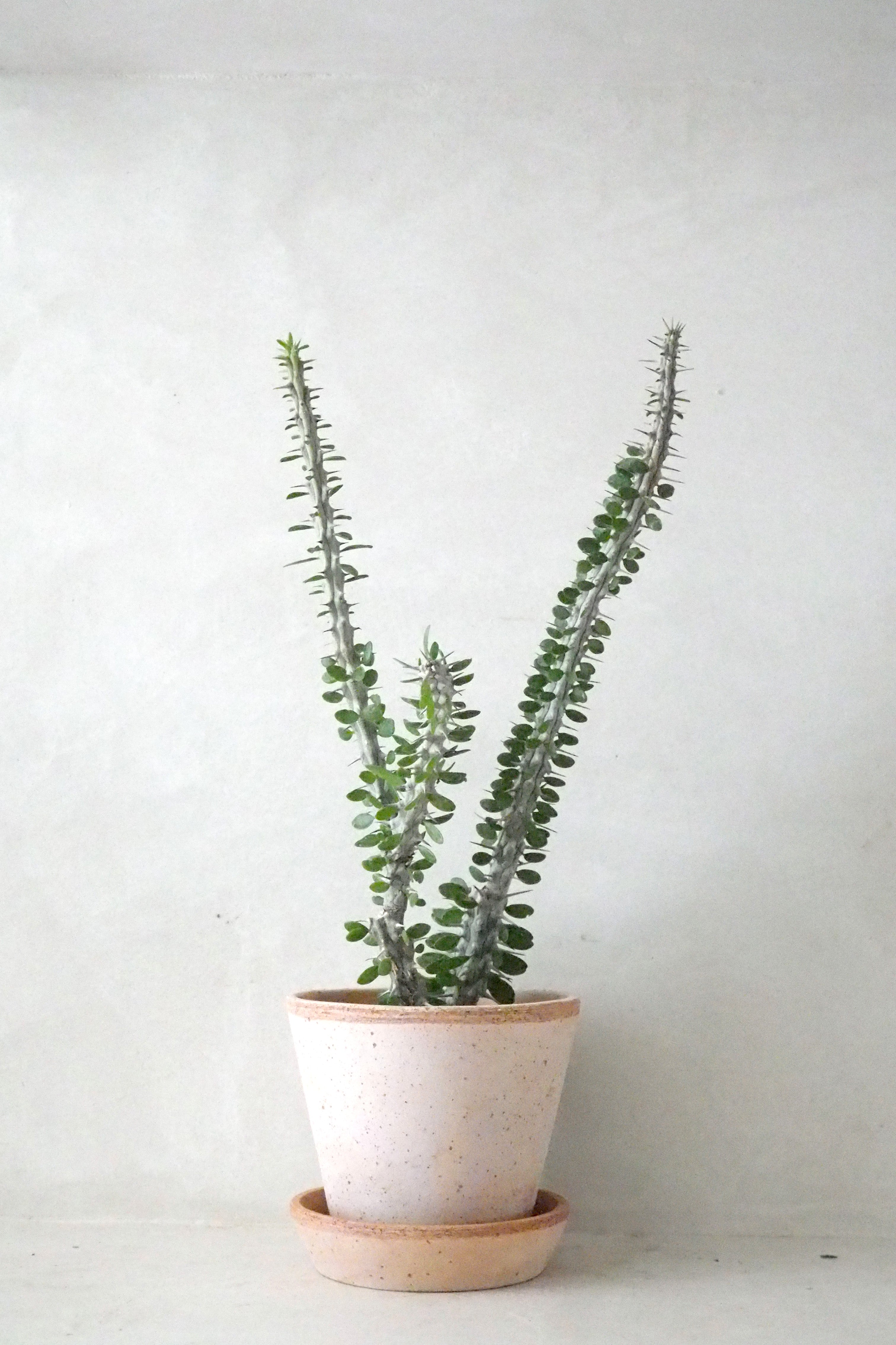 Madagaskar Ocotillo