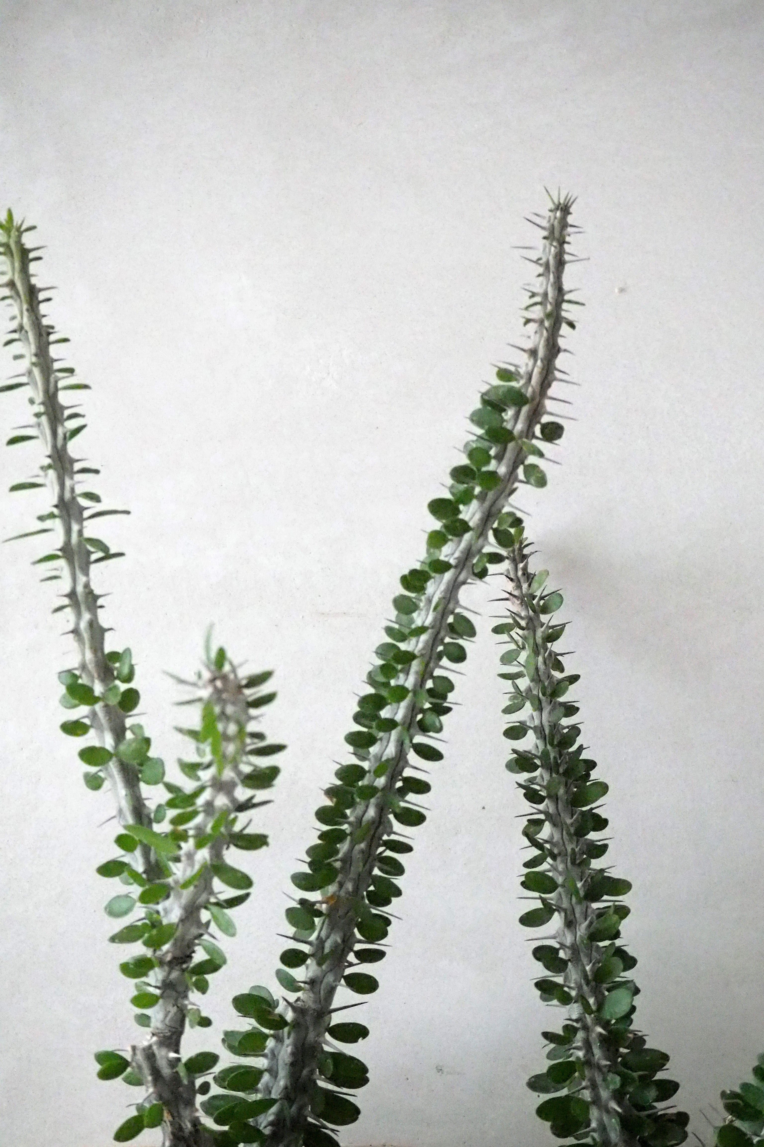 Madagaskar Ocotillo