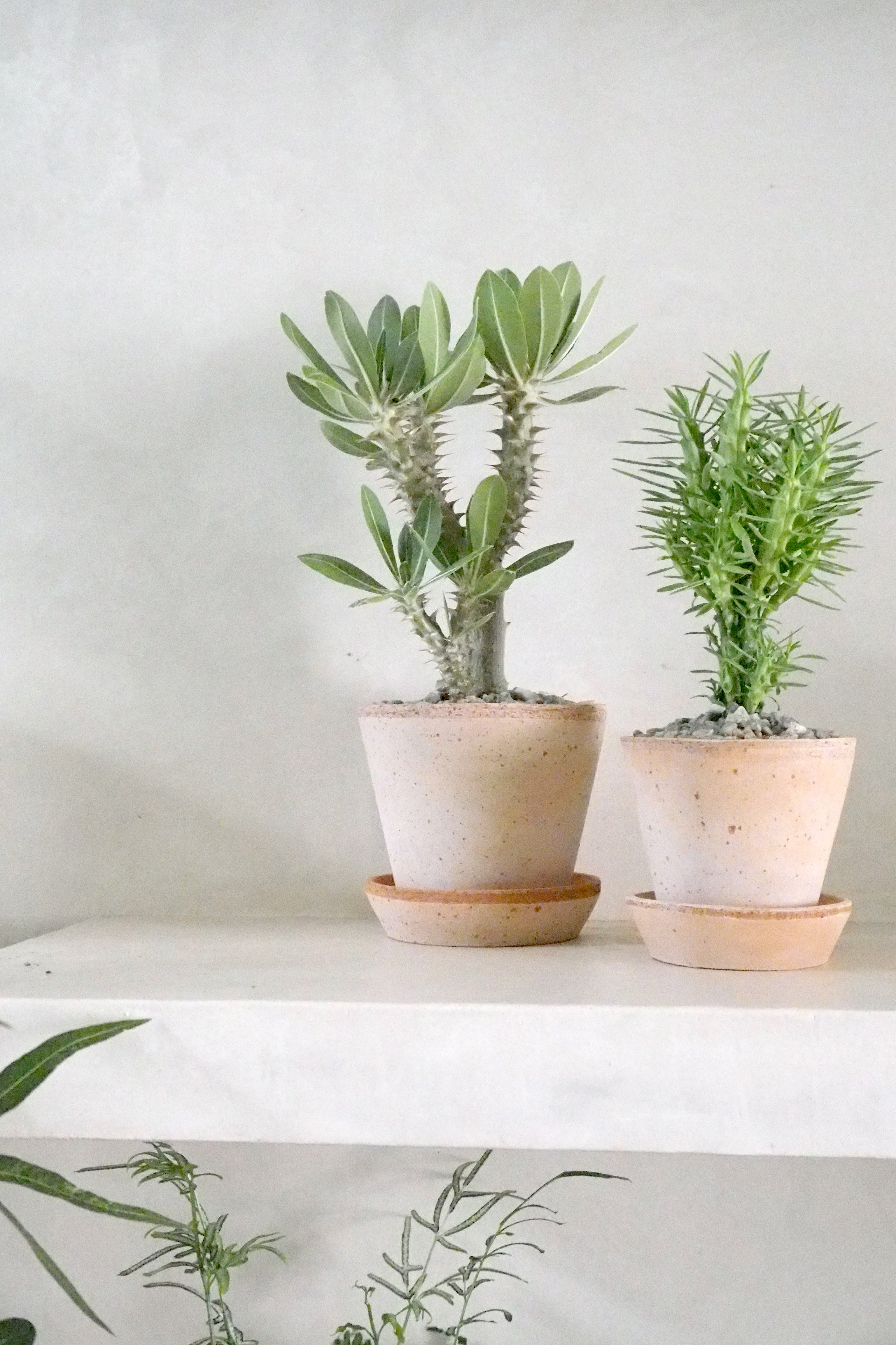 Euphorbia Loricata