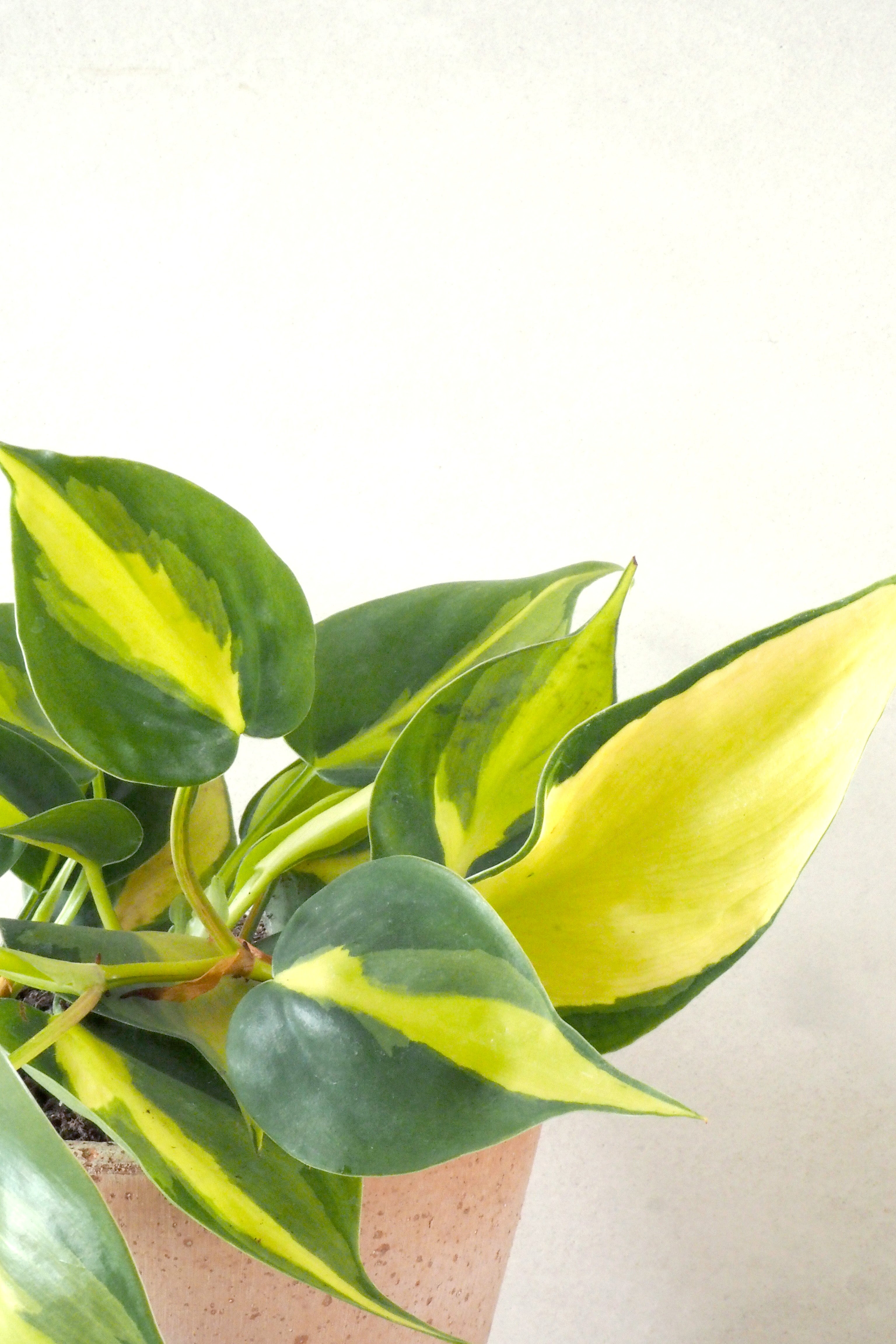 Philodendron Brazil
