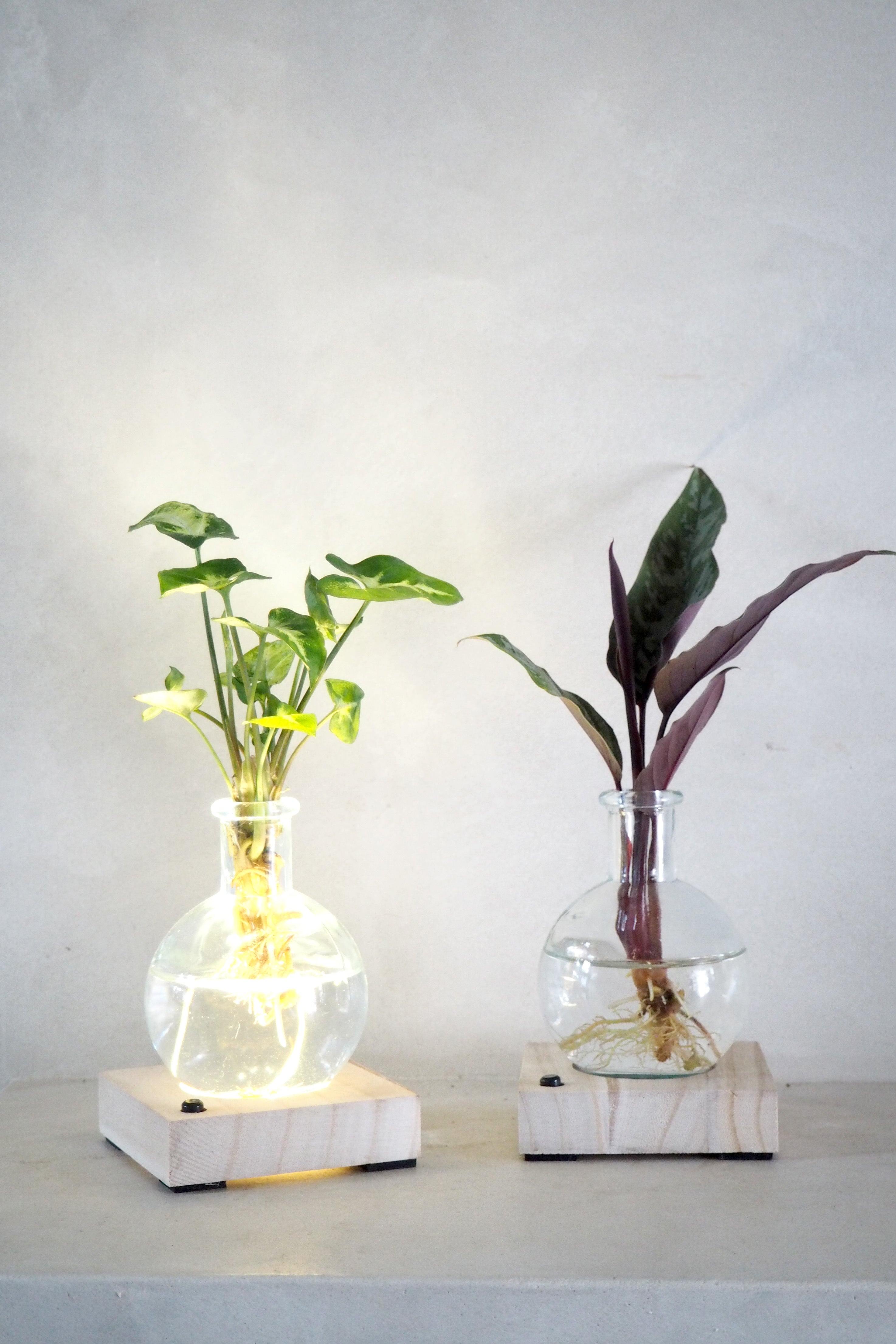 Plantelampe, aglaonema