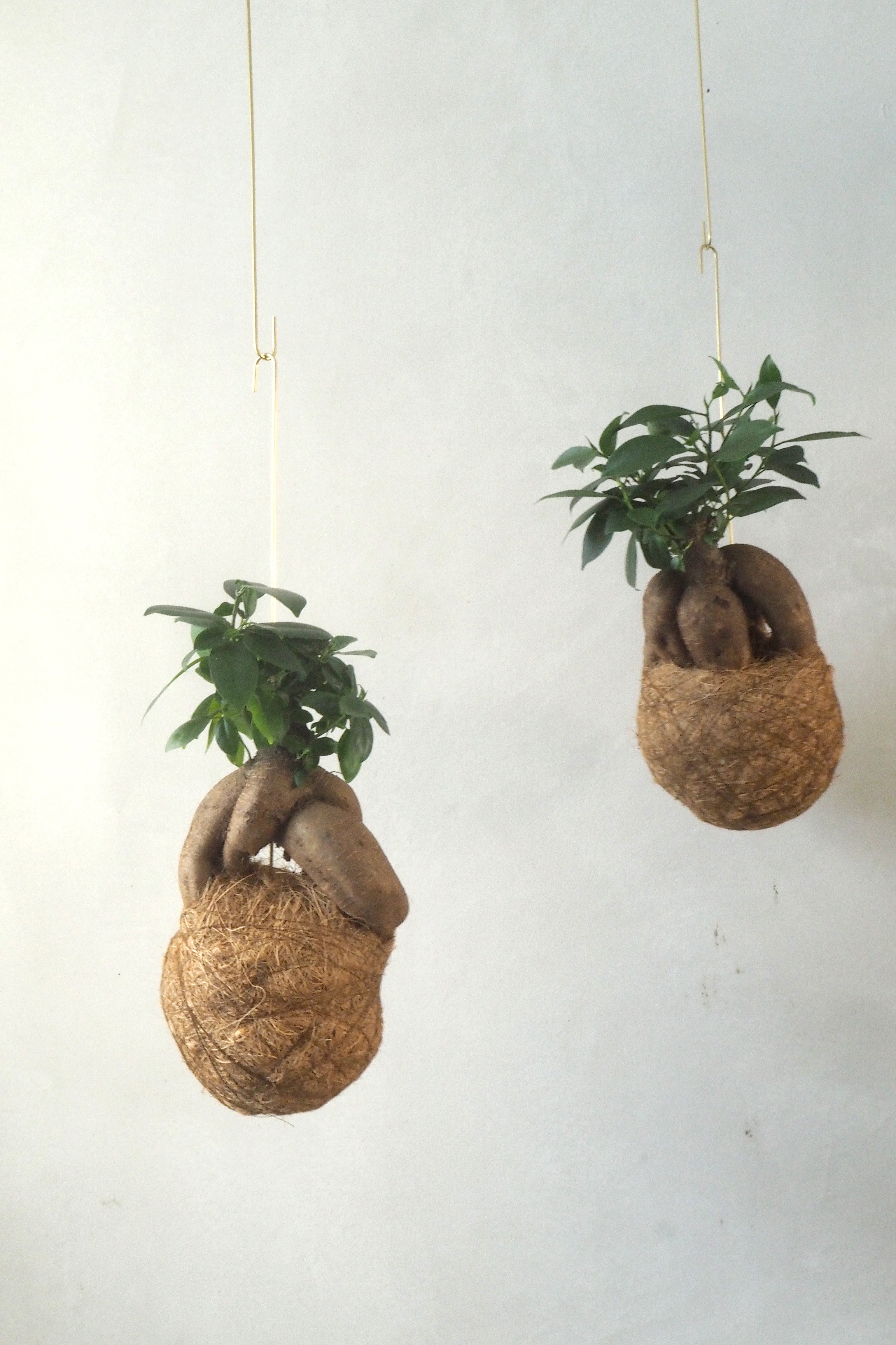 Planteplanet, Ficus Ginseng