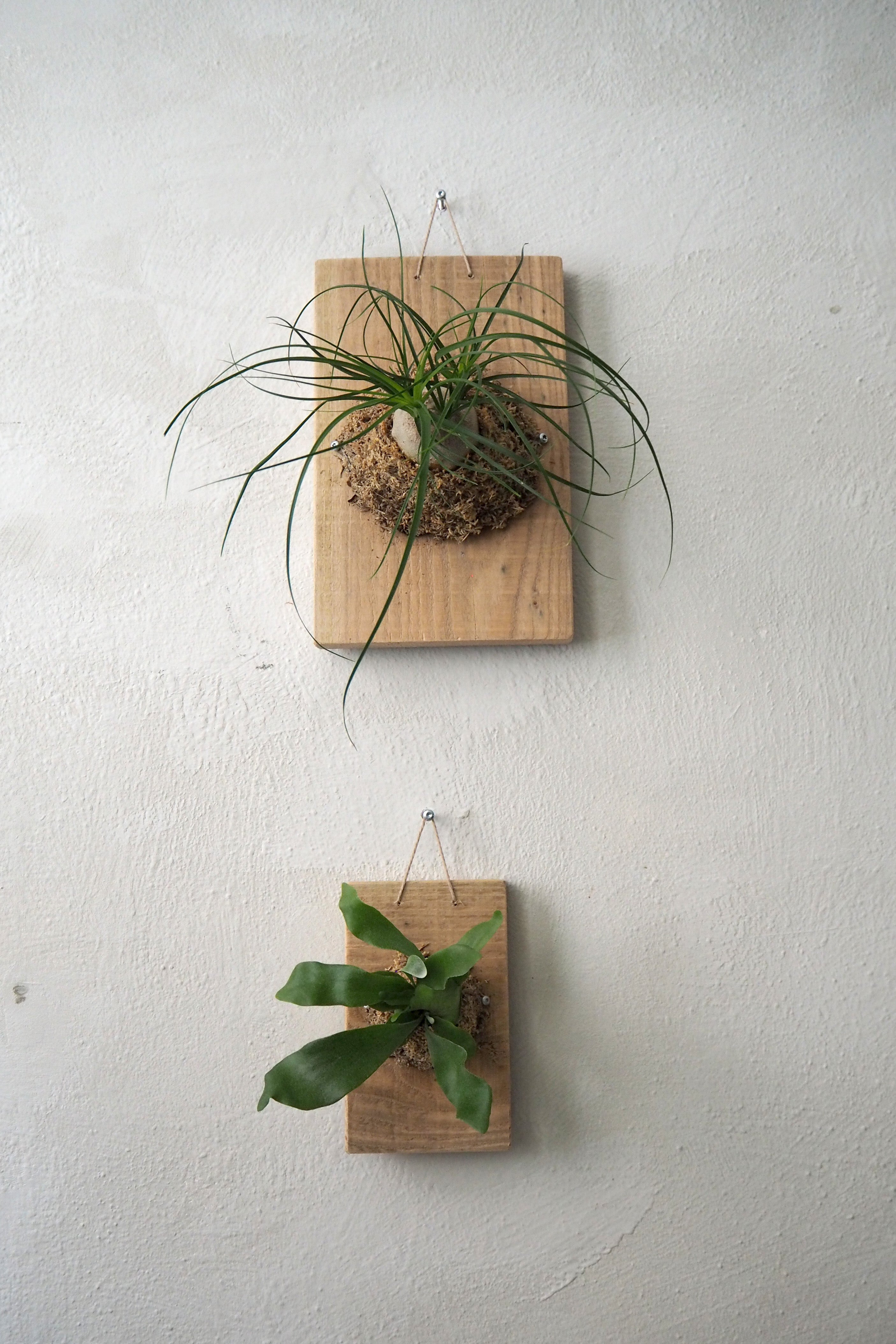 Plantetrofæ, Elefantfod, large