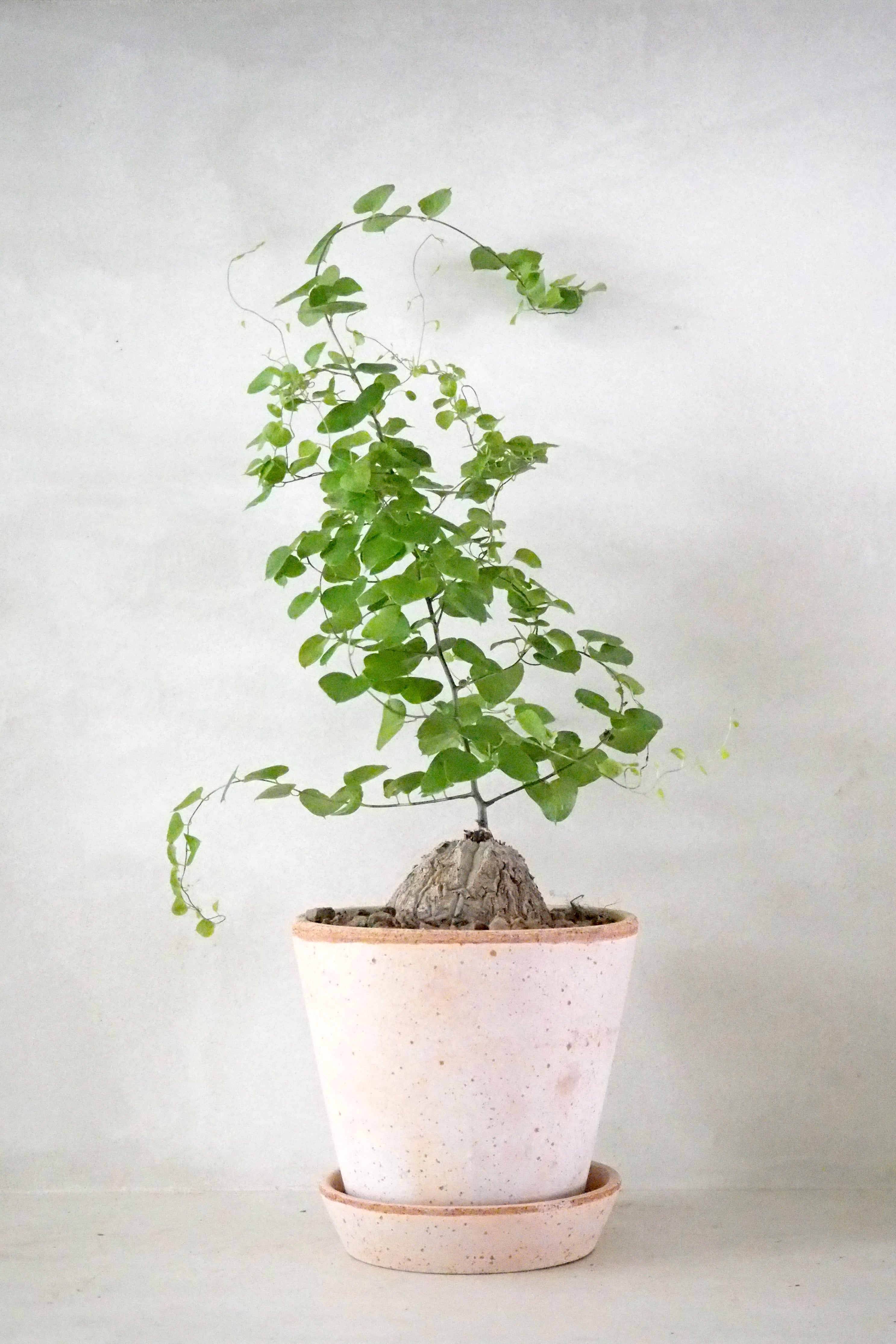 Skildpaddeplante - Dioscorea Elepantipes