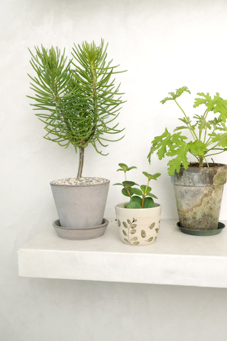 Senecio Himalaya