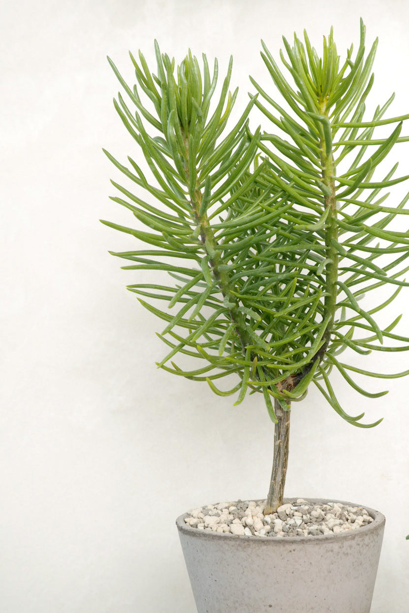Senecio Himalaya