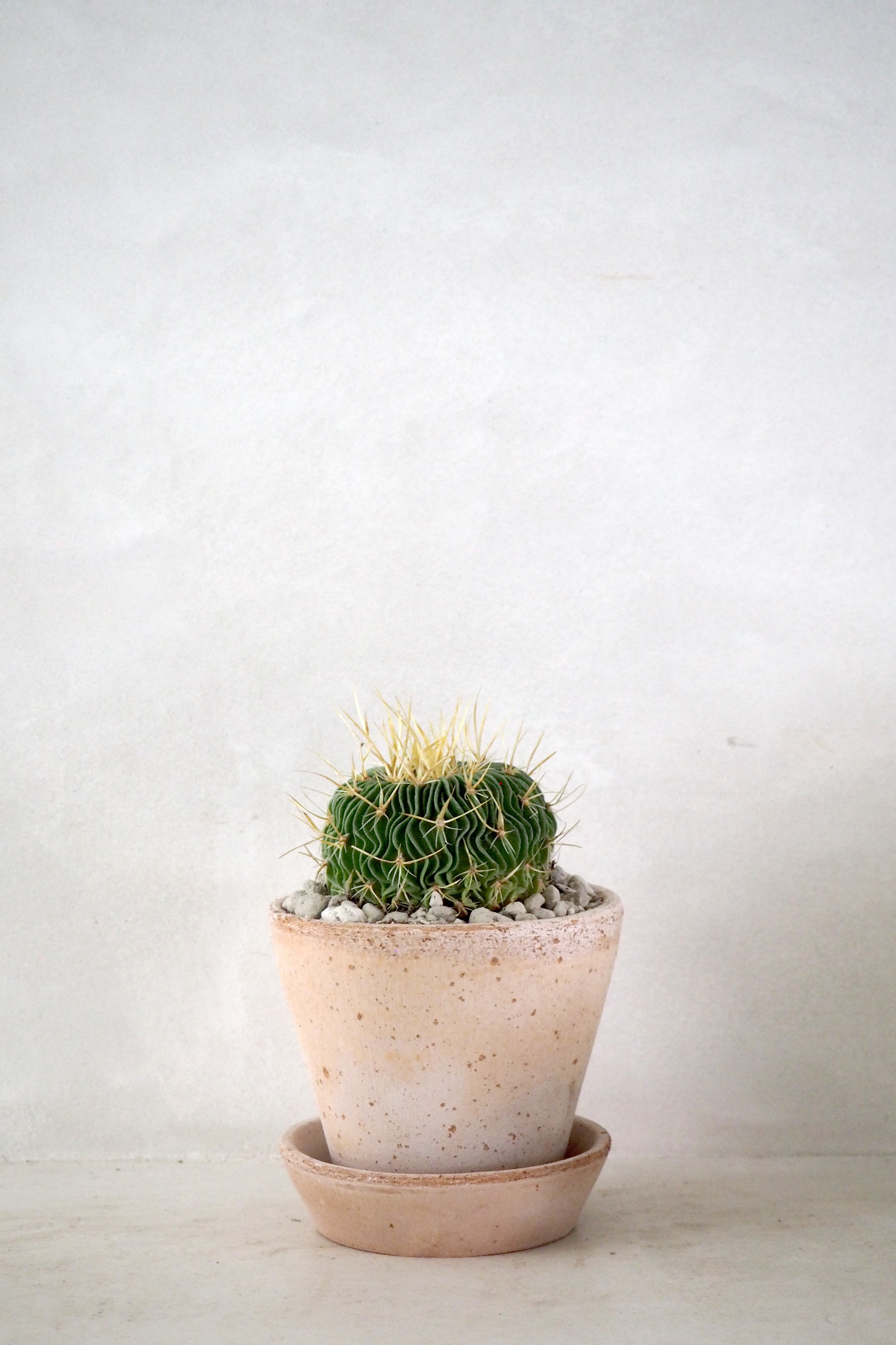 Stenocactus