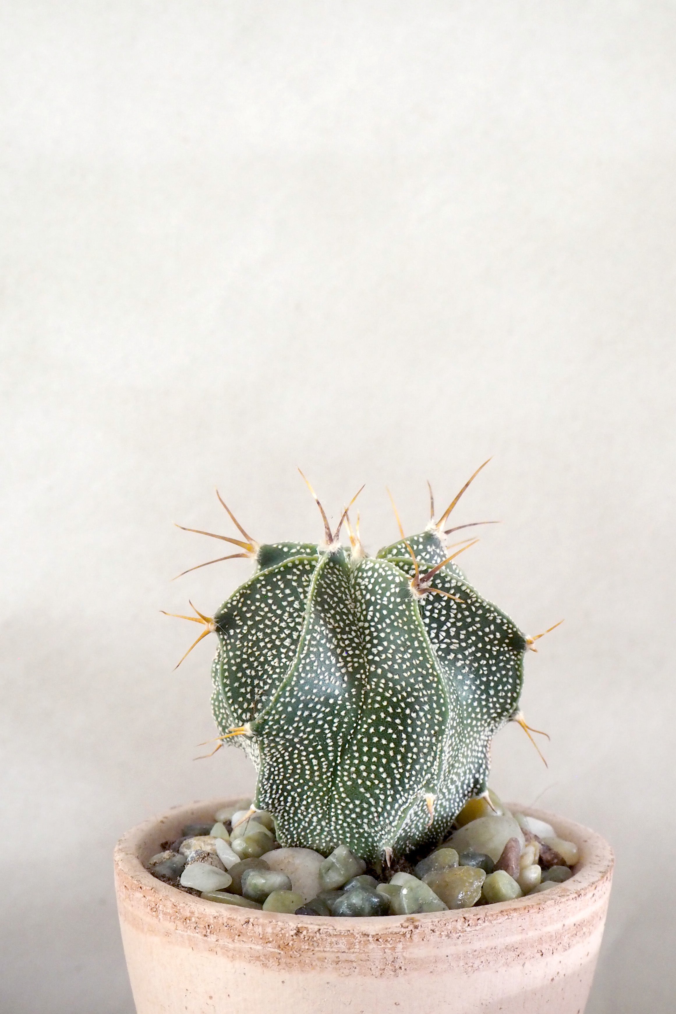 Stjernekaktus
