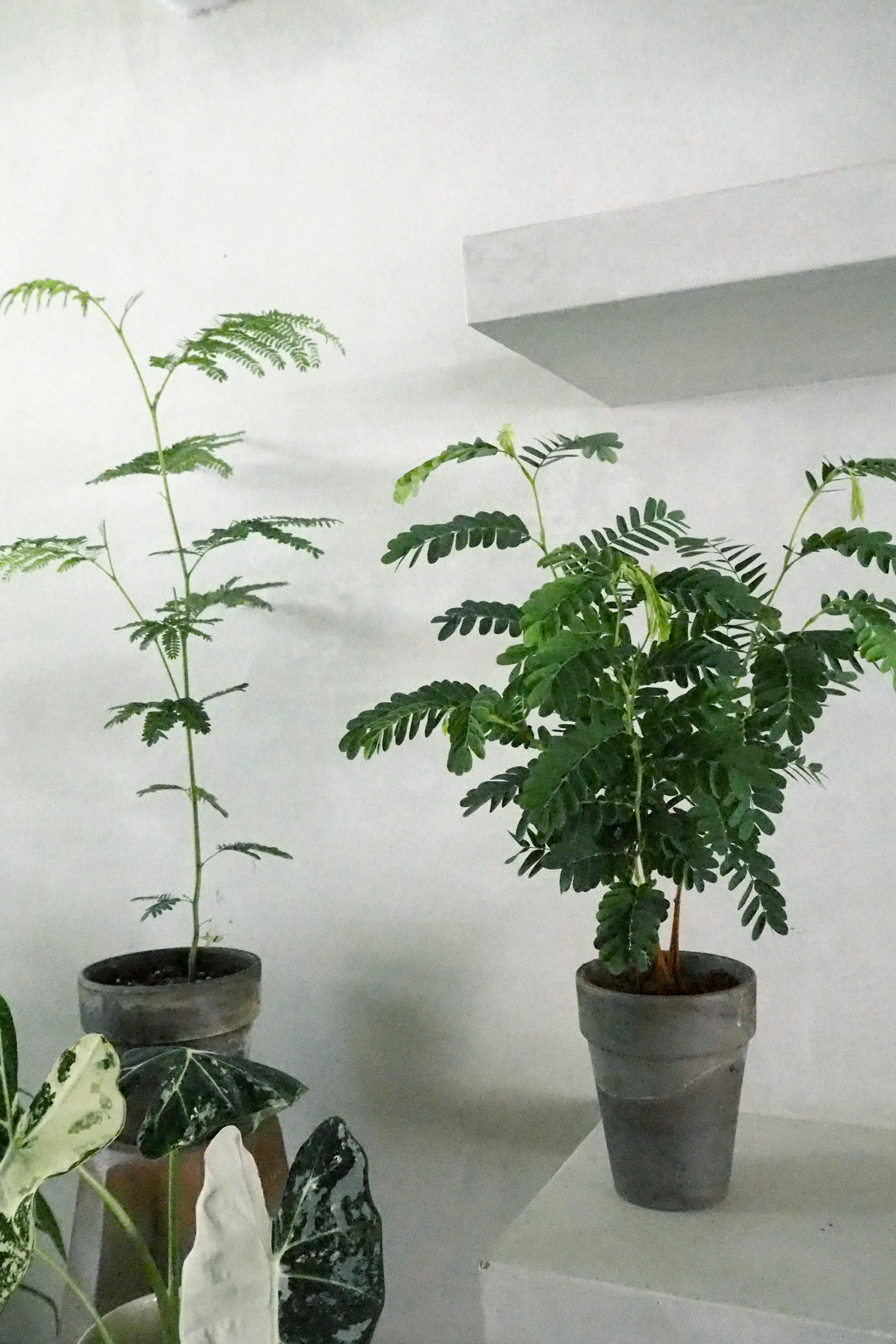 Tamarindus indica