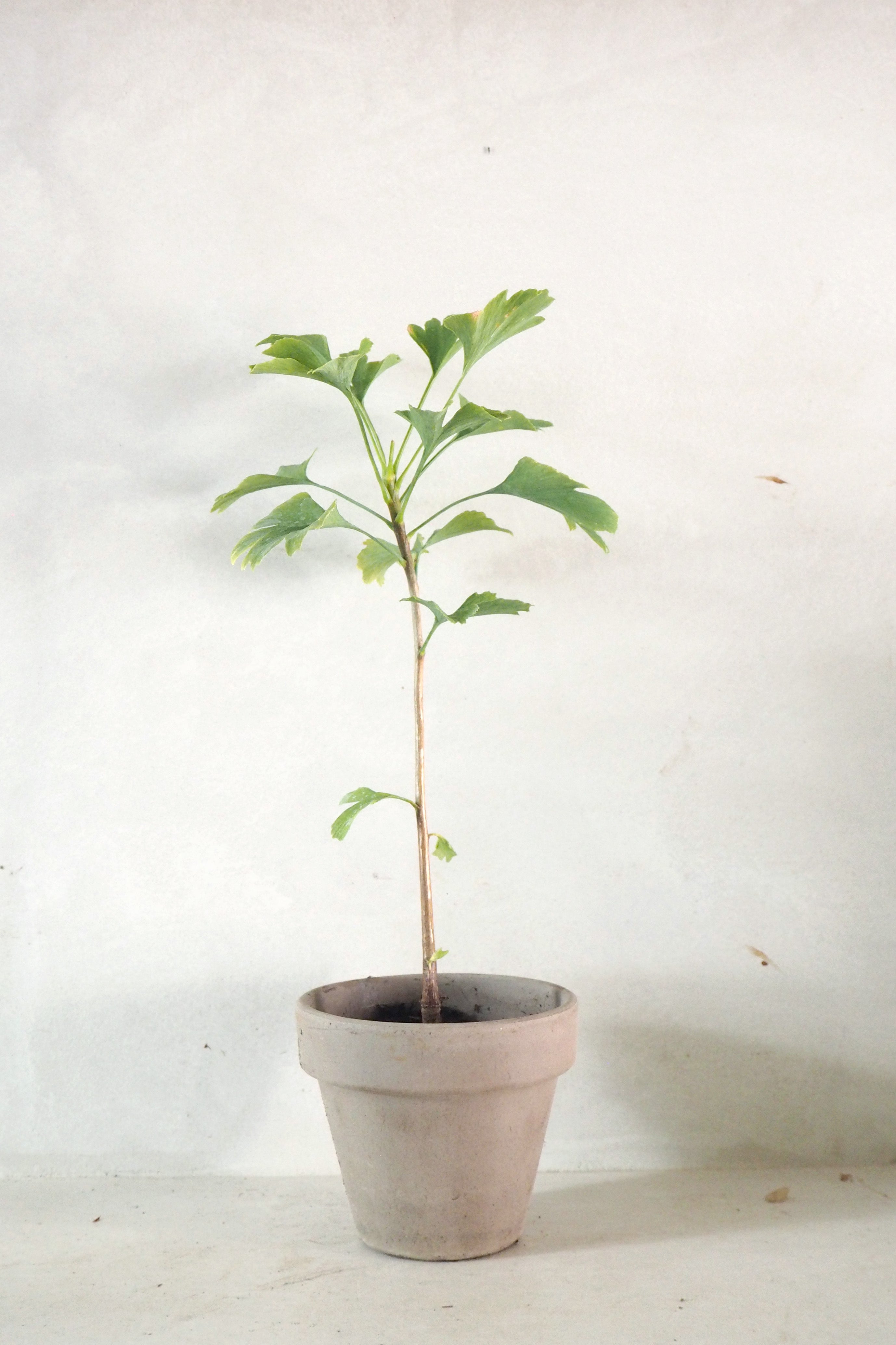 Ginkgo biloba