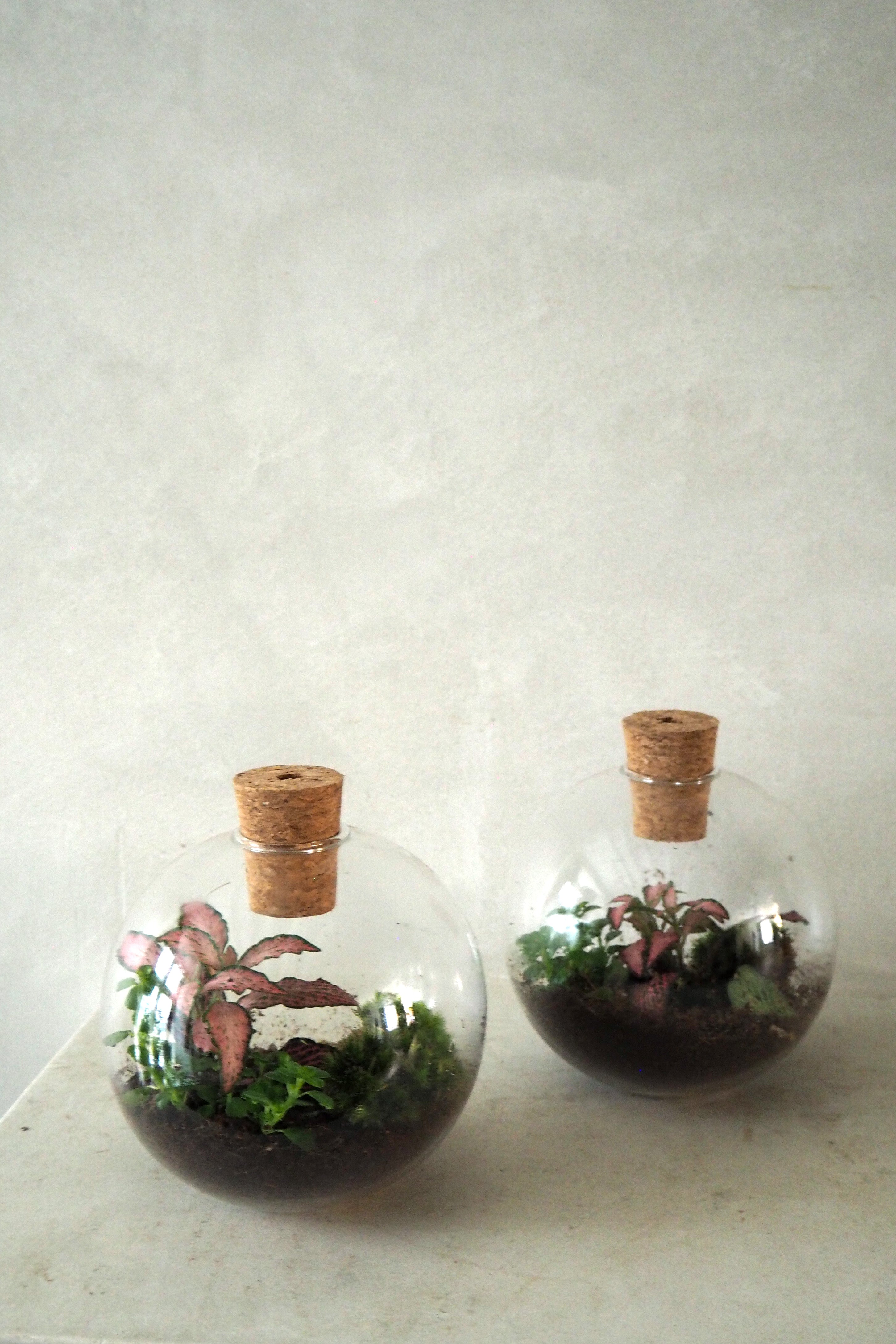 Terrarie no. 14