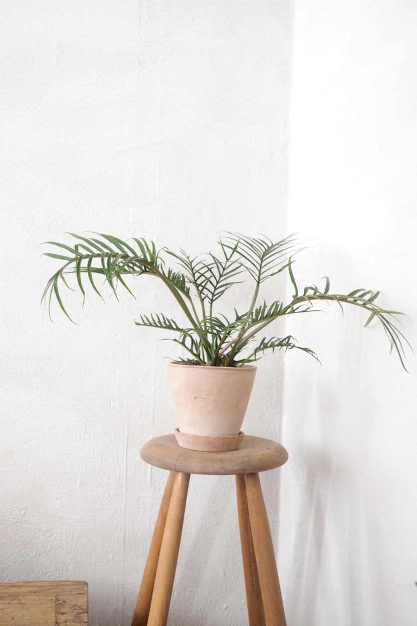 Philodendron Tortum