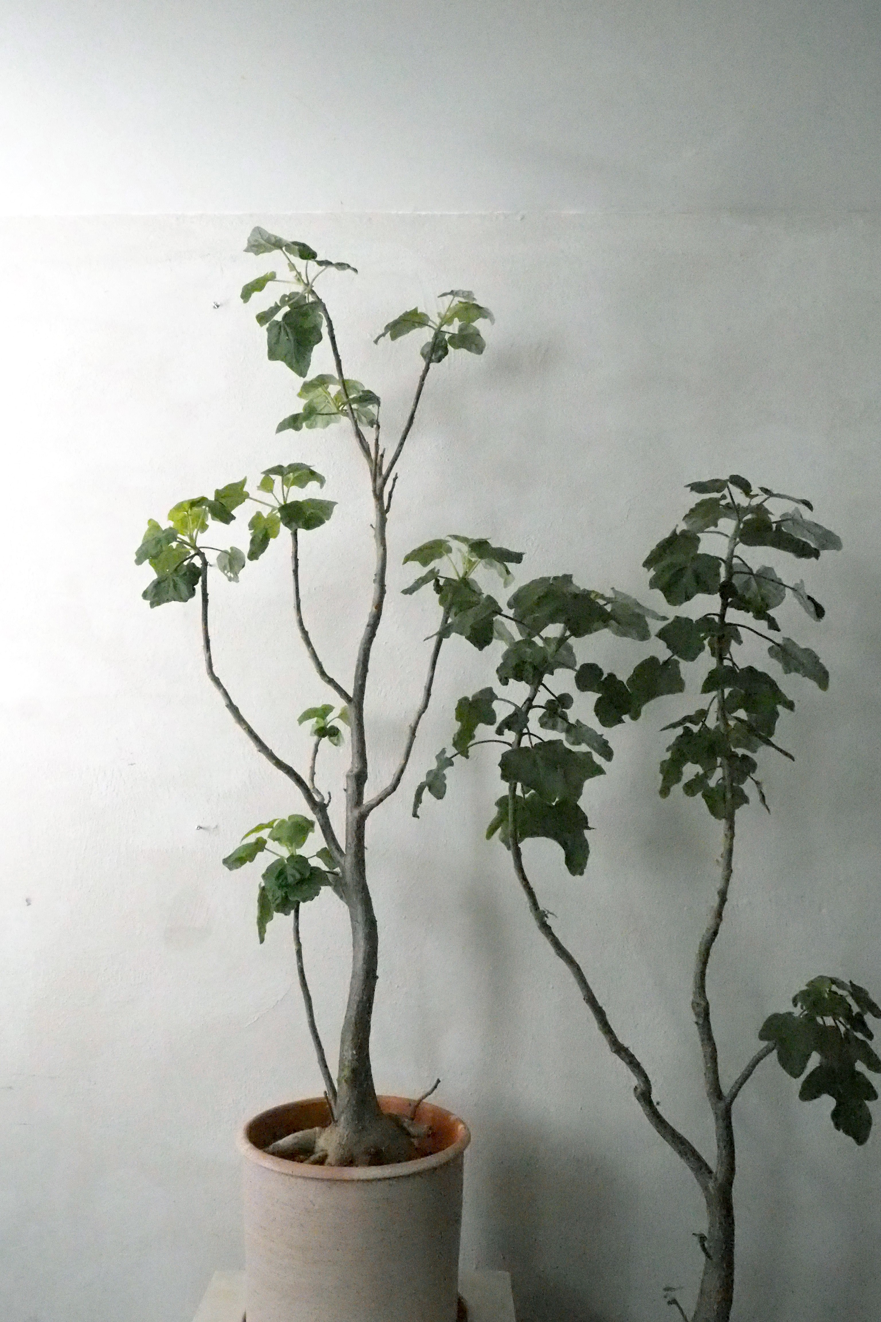 Uncarina decaryi