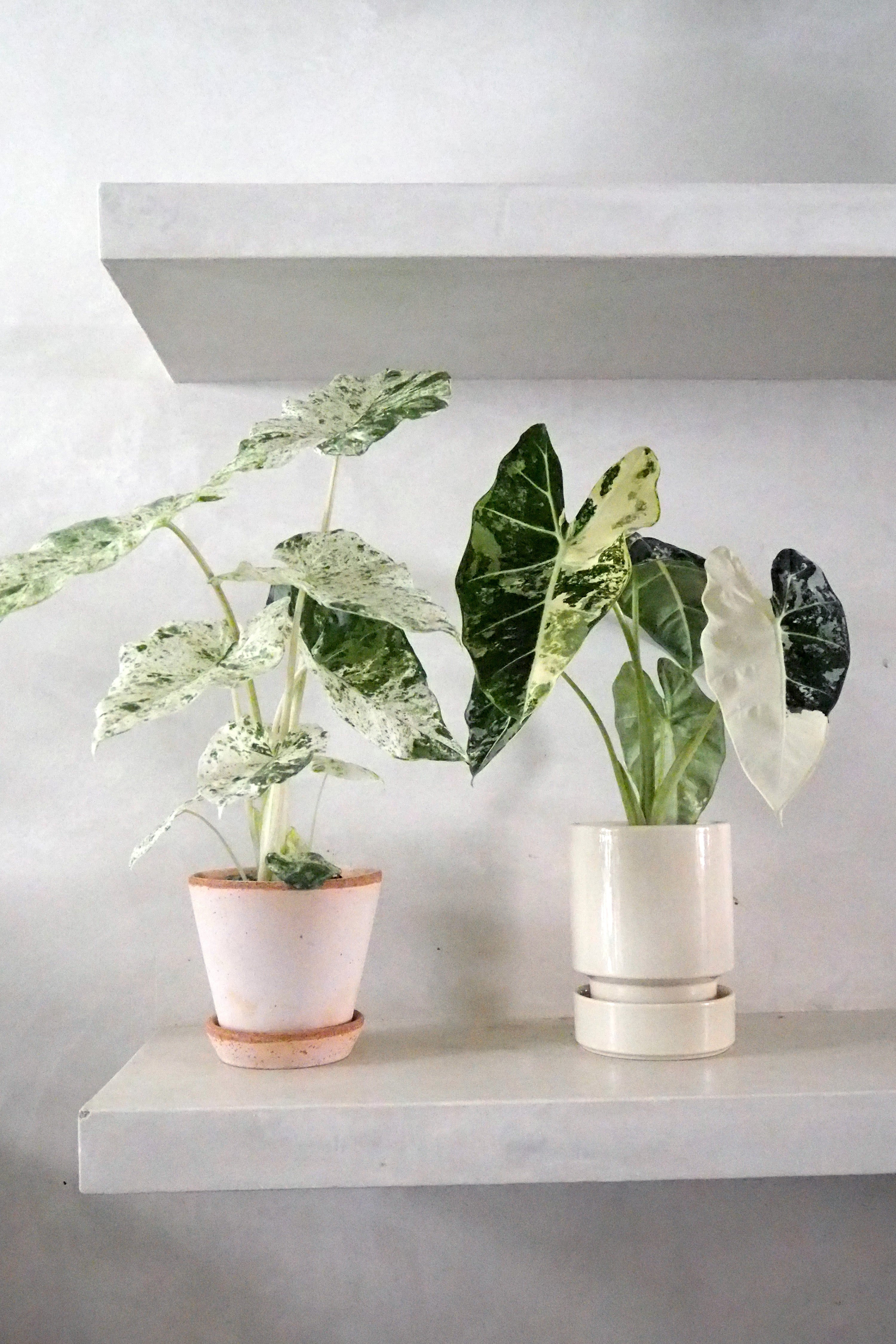 Alocasia camouflage