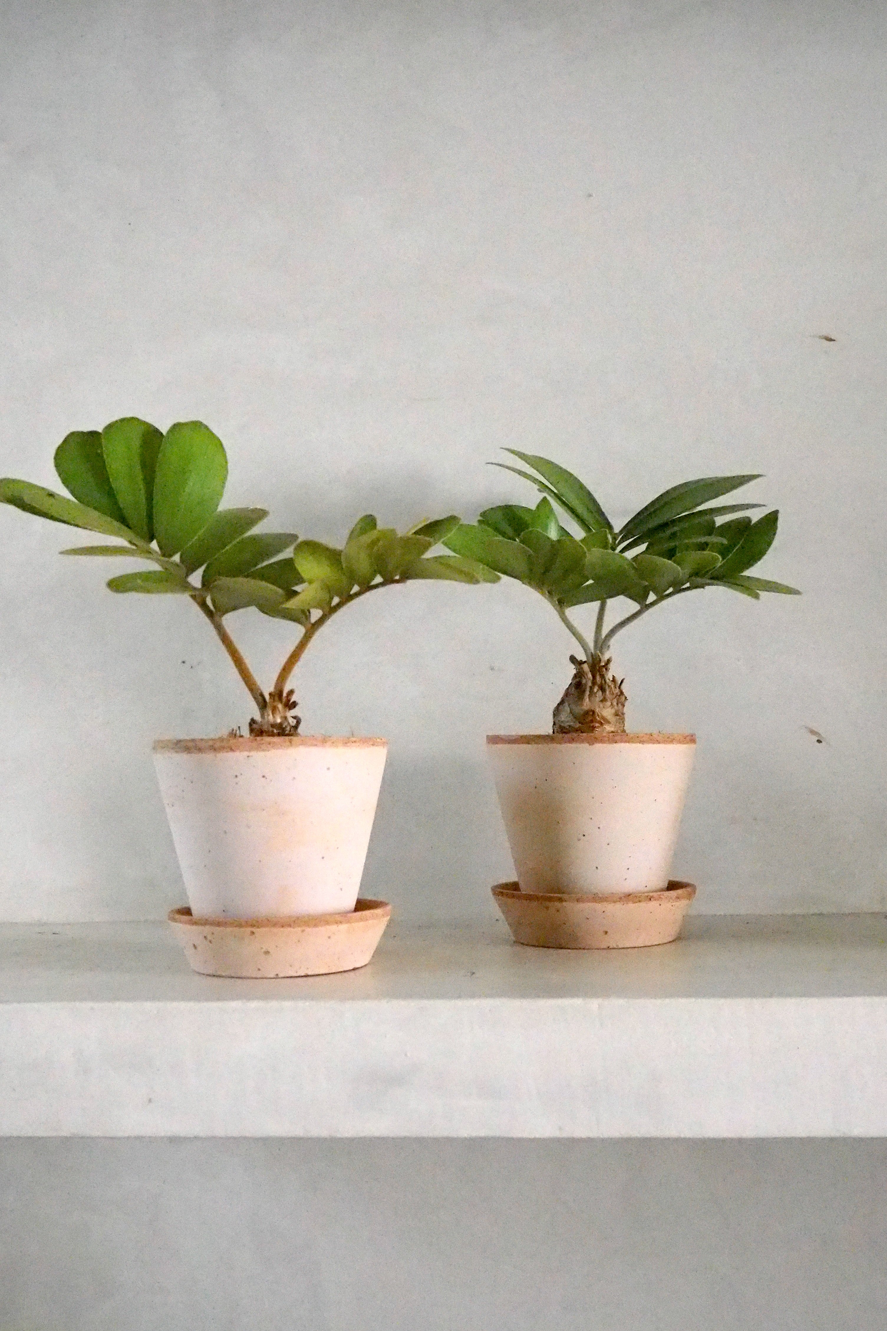 Zamia Furfuracea