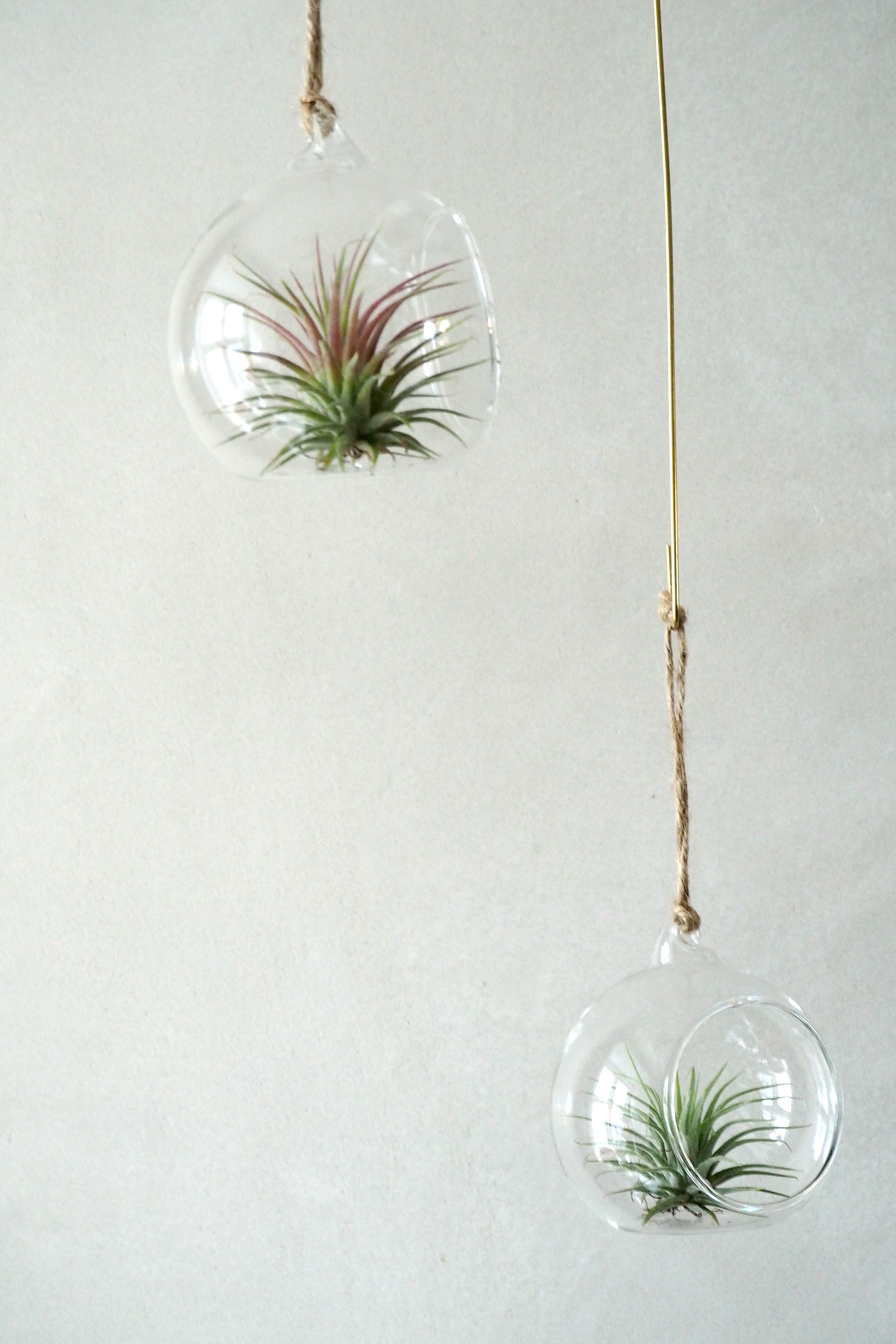 Julekugle air plants