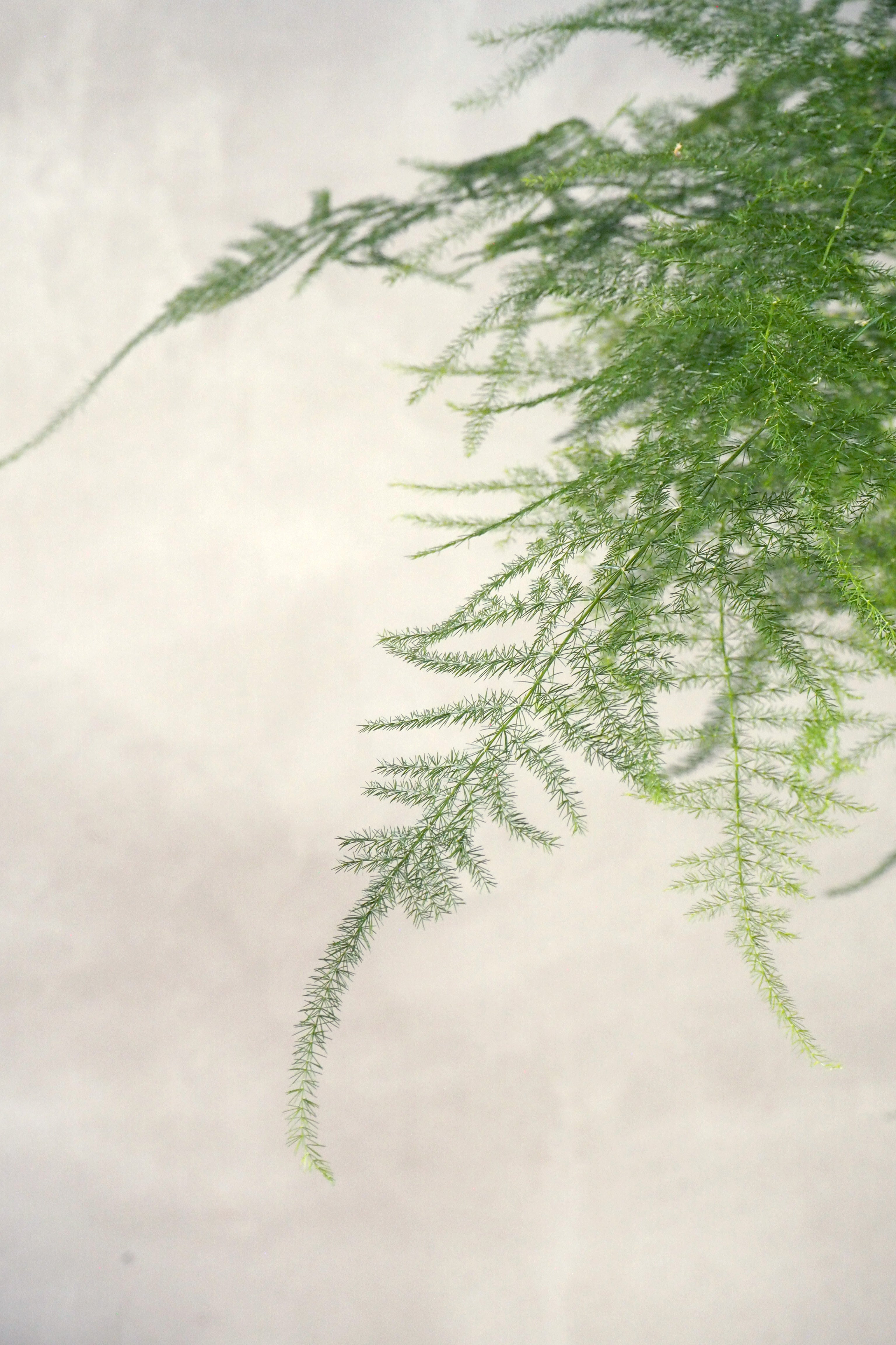 Asparagus Setaceus, medium