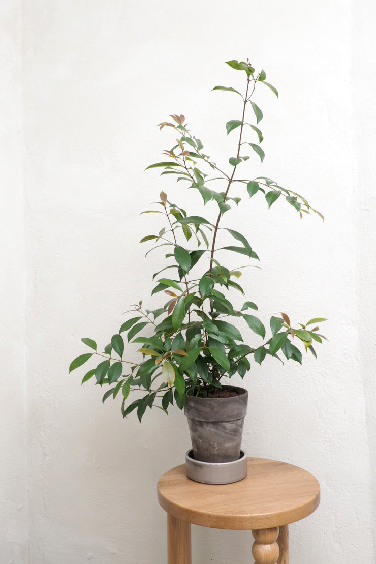 Australsk Birk, medium