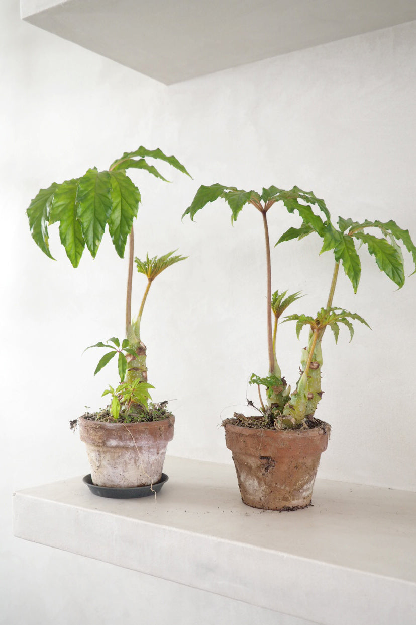 Begonia Carolineifolia, lille II