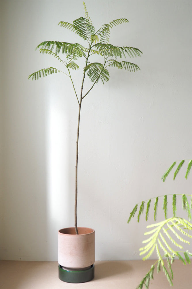 Hoff krukke, raw rosa + grøn underskål, gulvkrukke