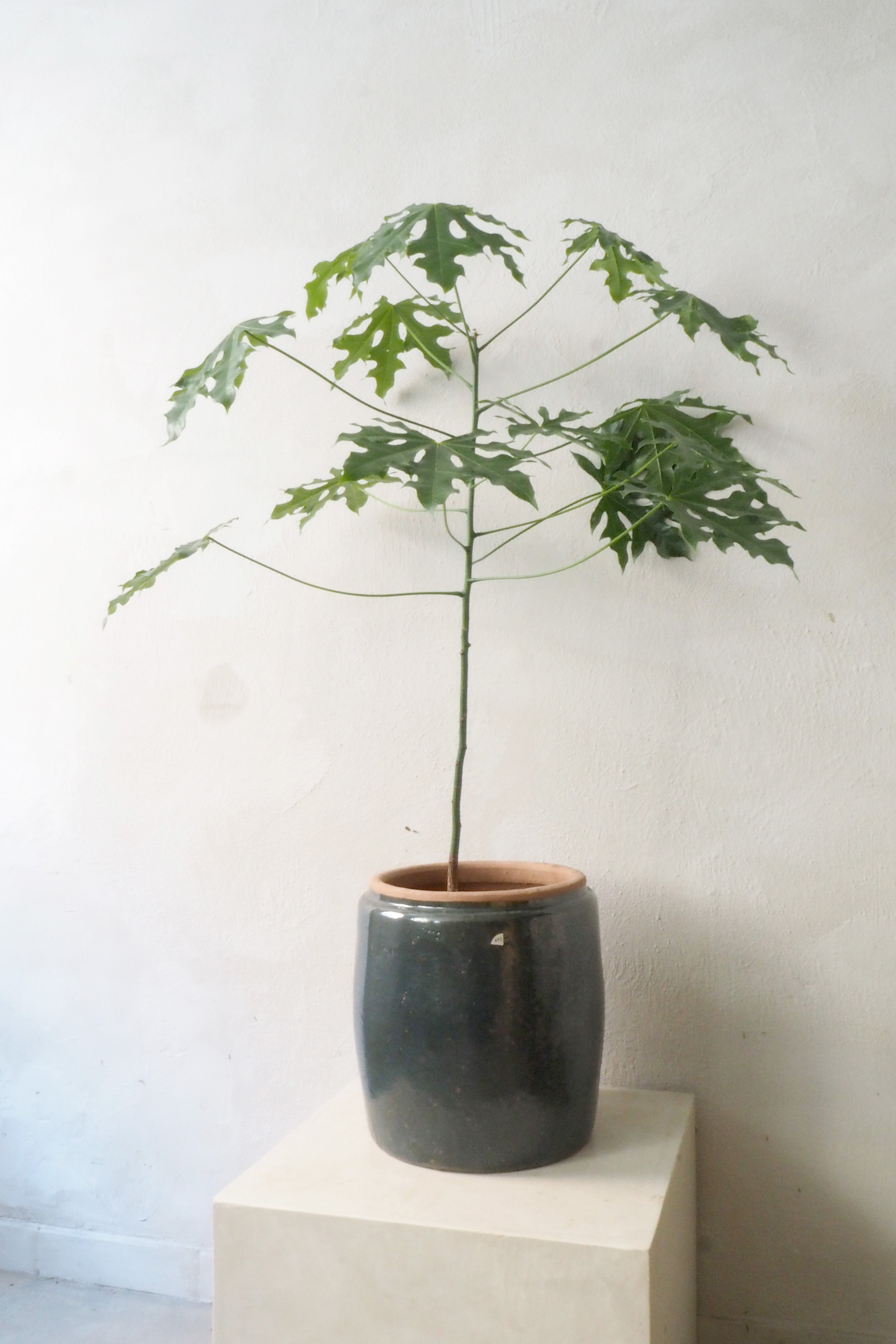 Berit krukken, ø 33, grønblå