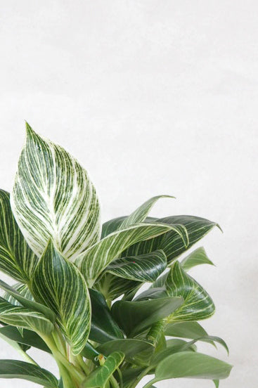 Philodendron Birkin
