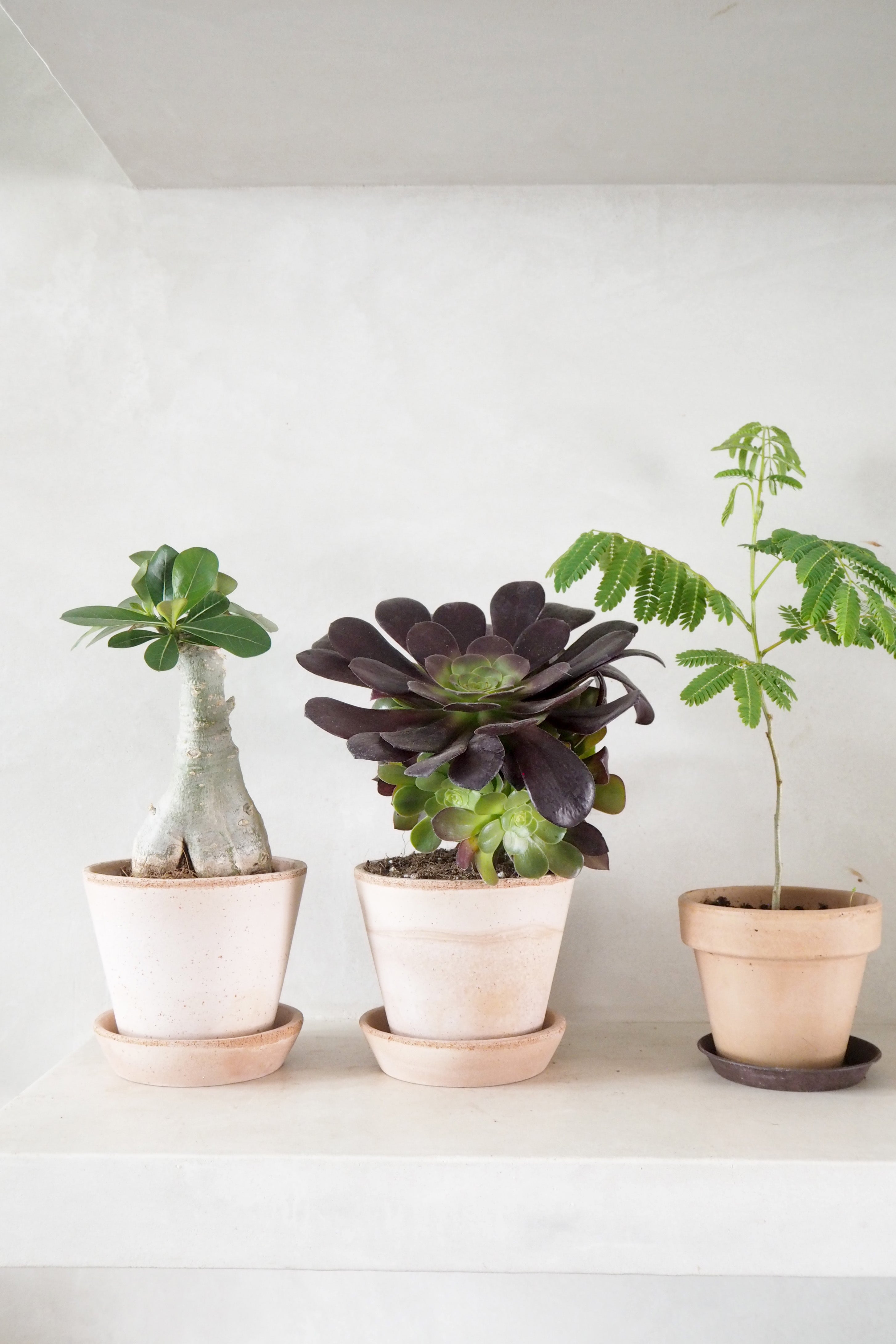Black Rose - Aeonium, medium