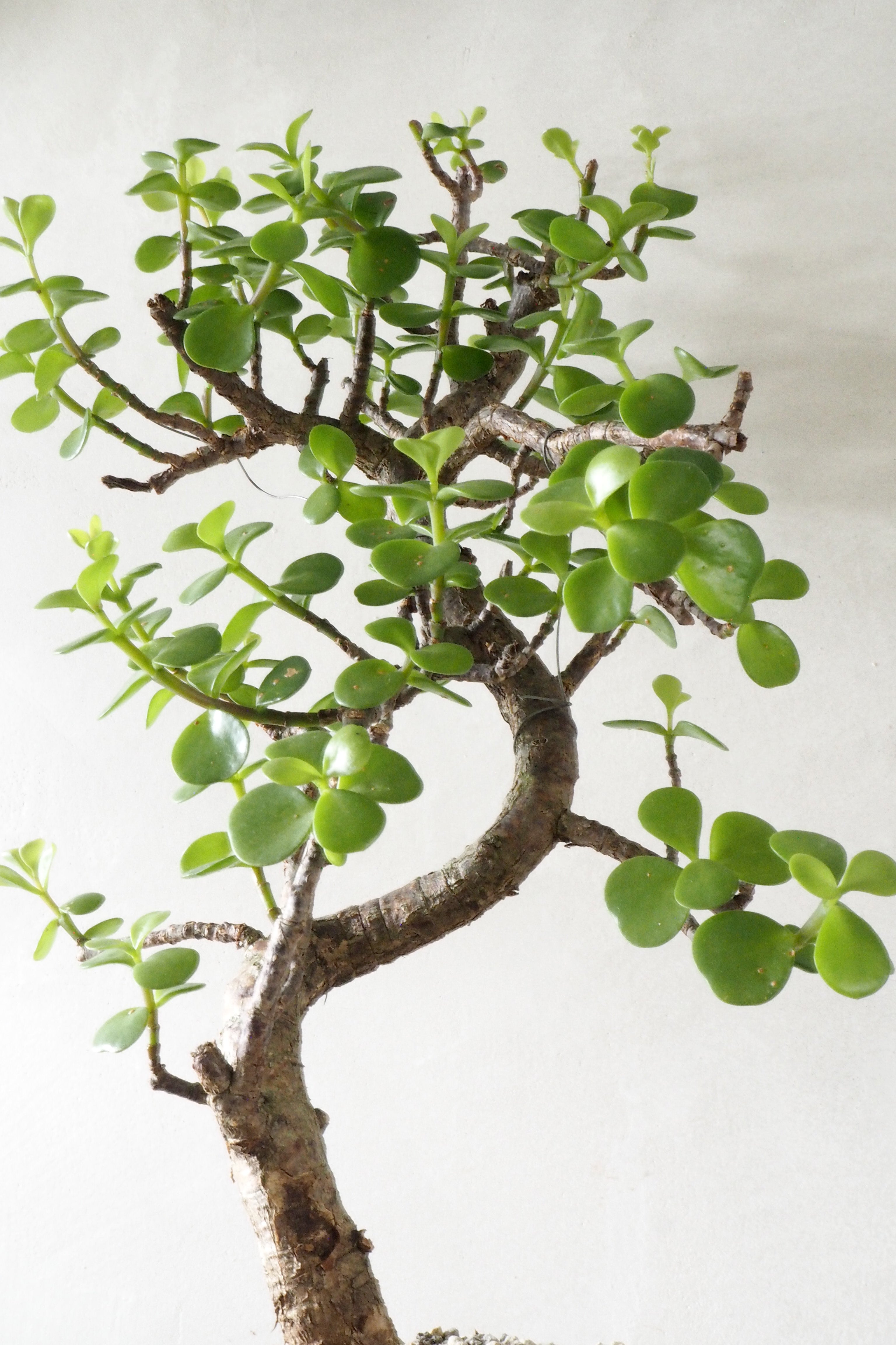 Bonsai Portulacaria afra, beige, stor
