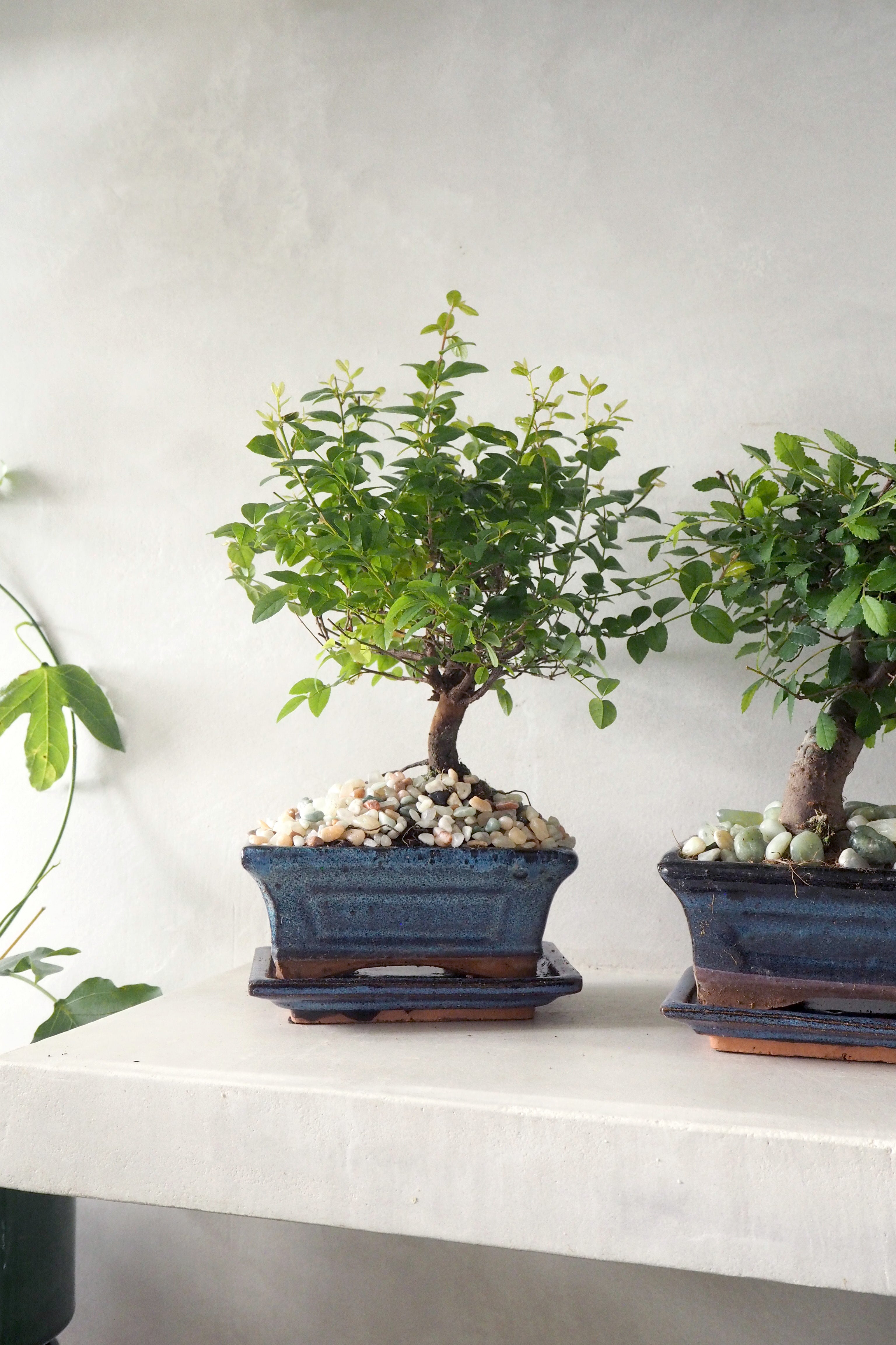 Bonsai Sageretia, medium