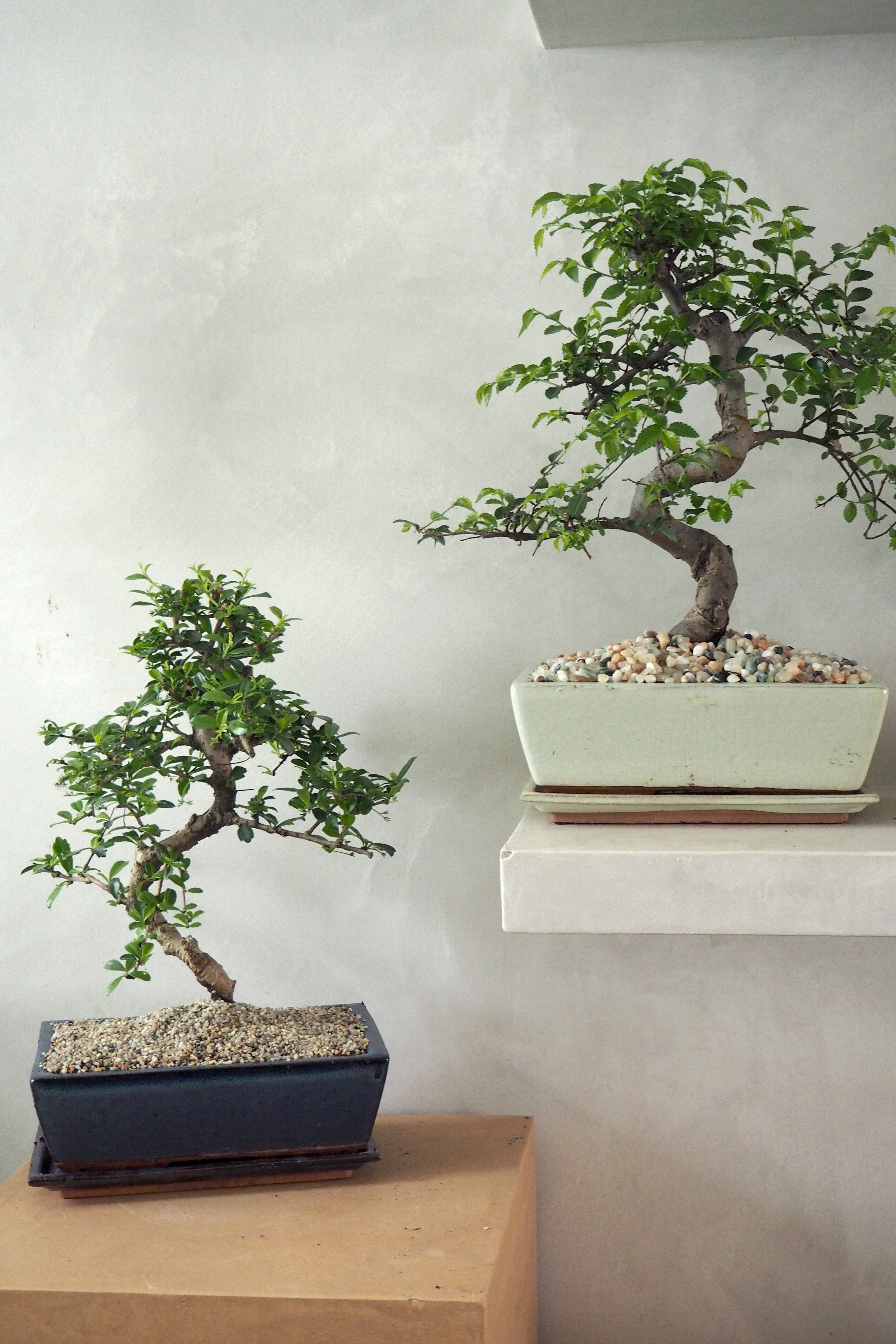 Bonsai Carmona, blå, stor