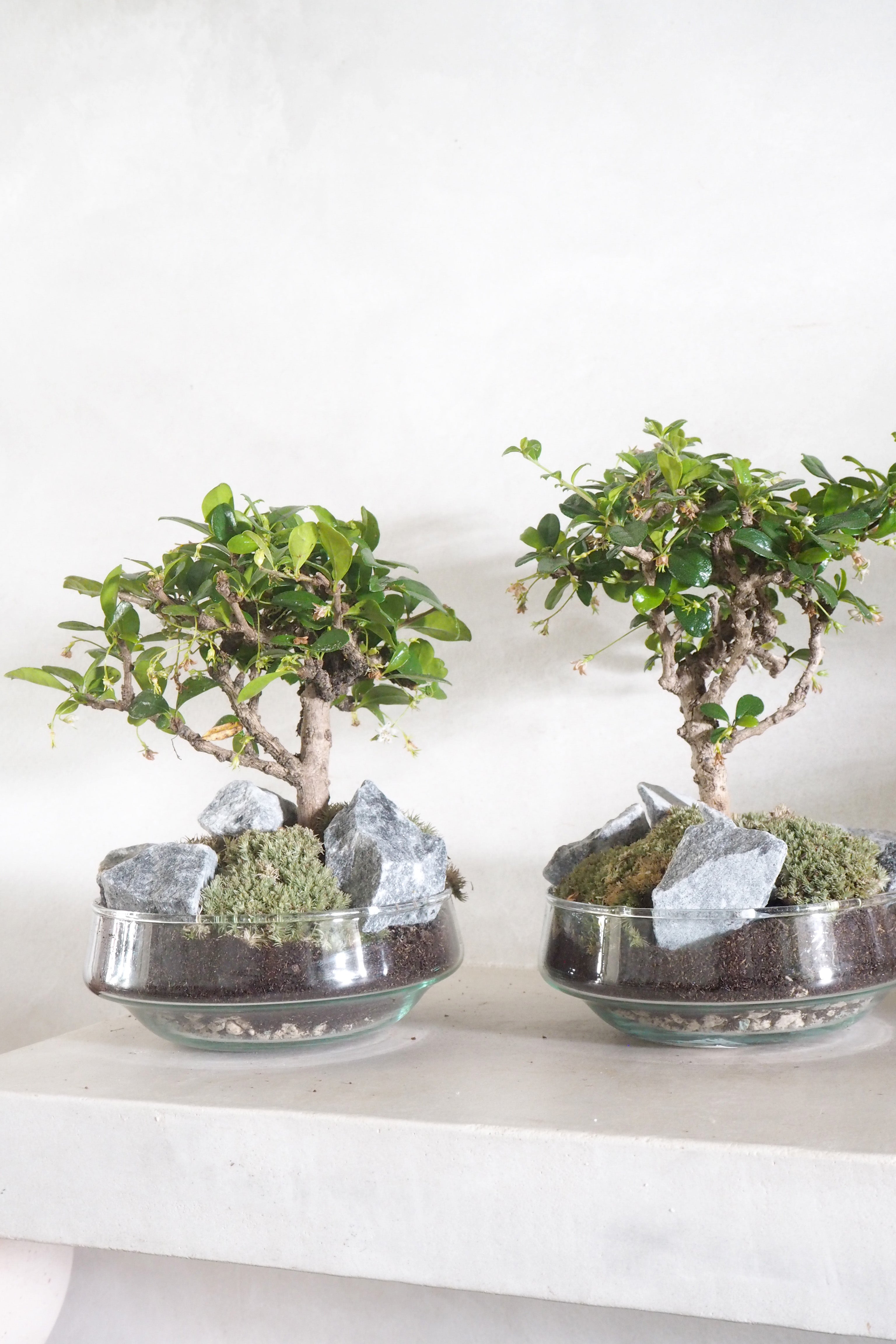 Bonsai Carmona, glasskål