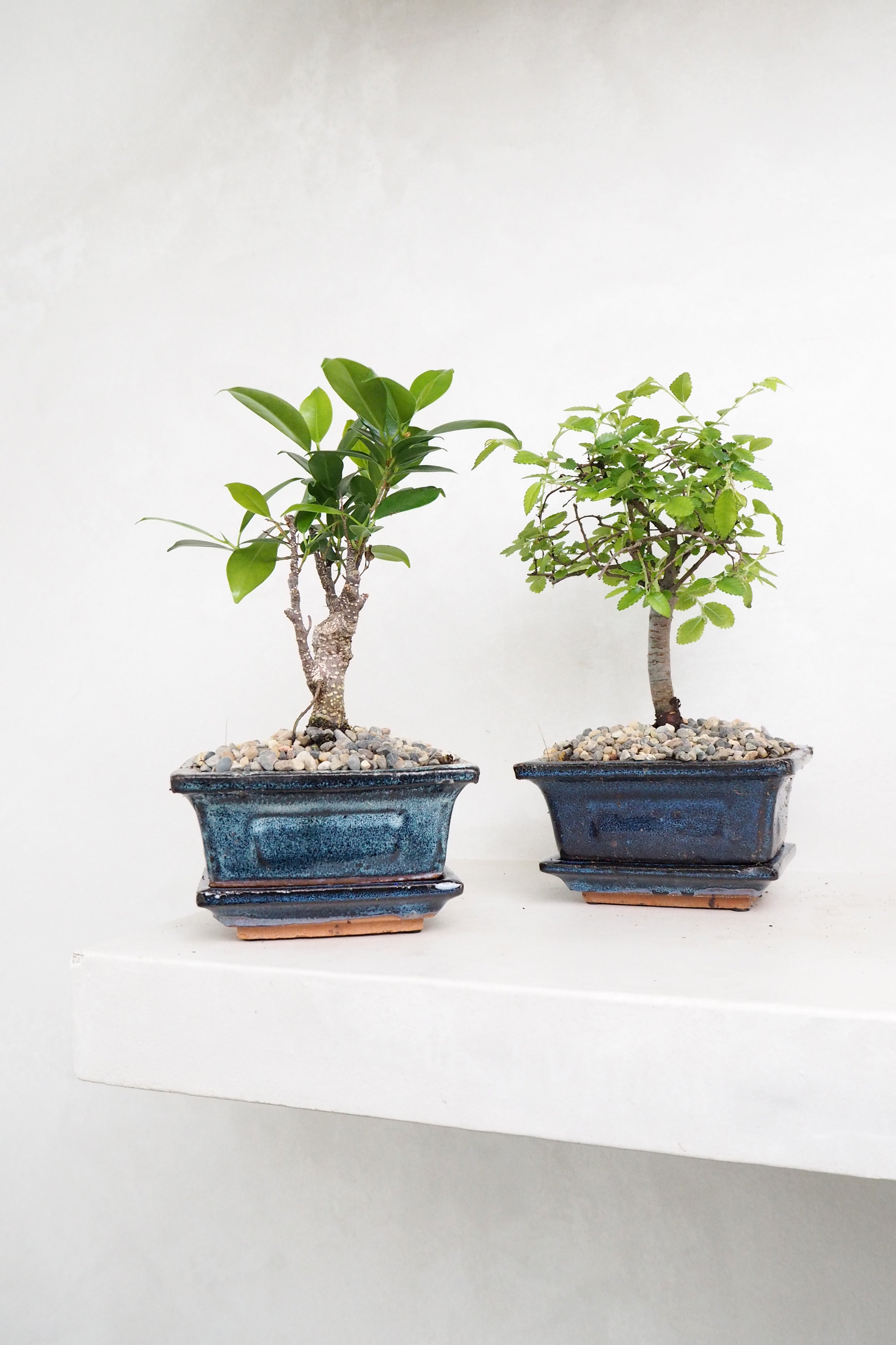 Bonsai Zelkova, lille