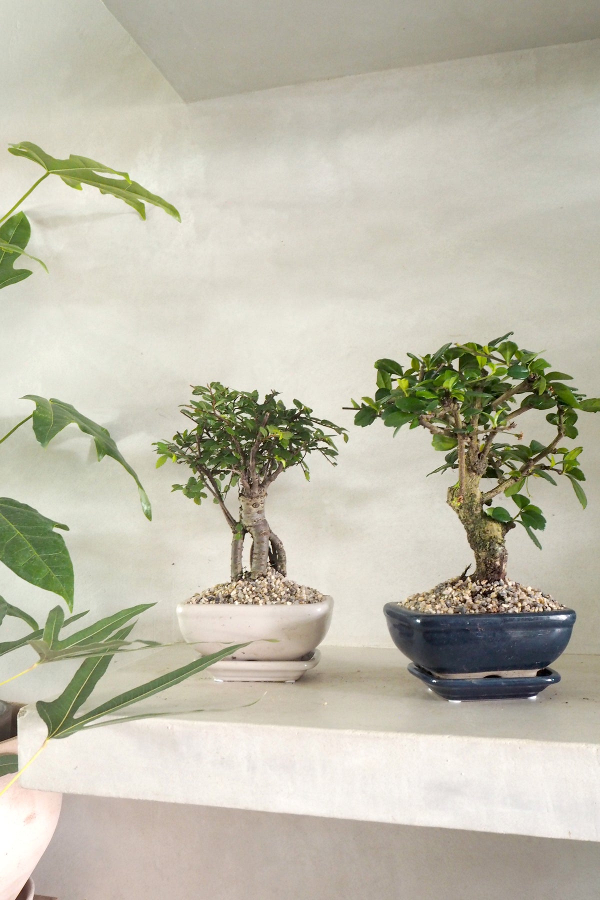 Bonsai Zelkova, beige, lille