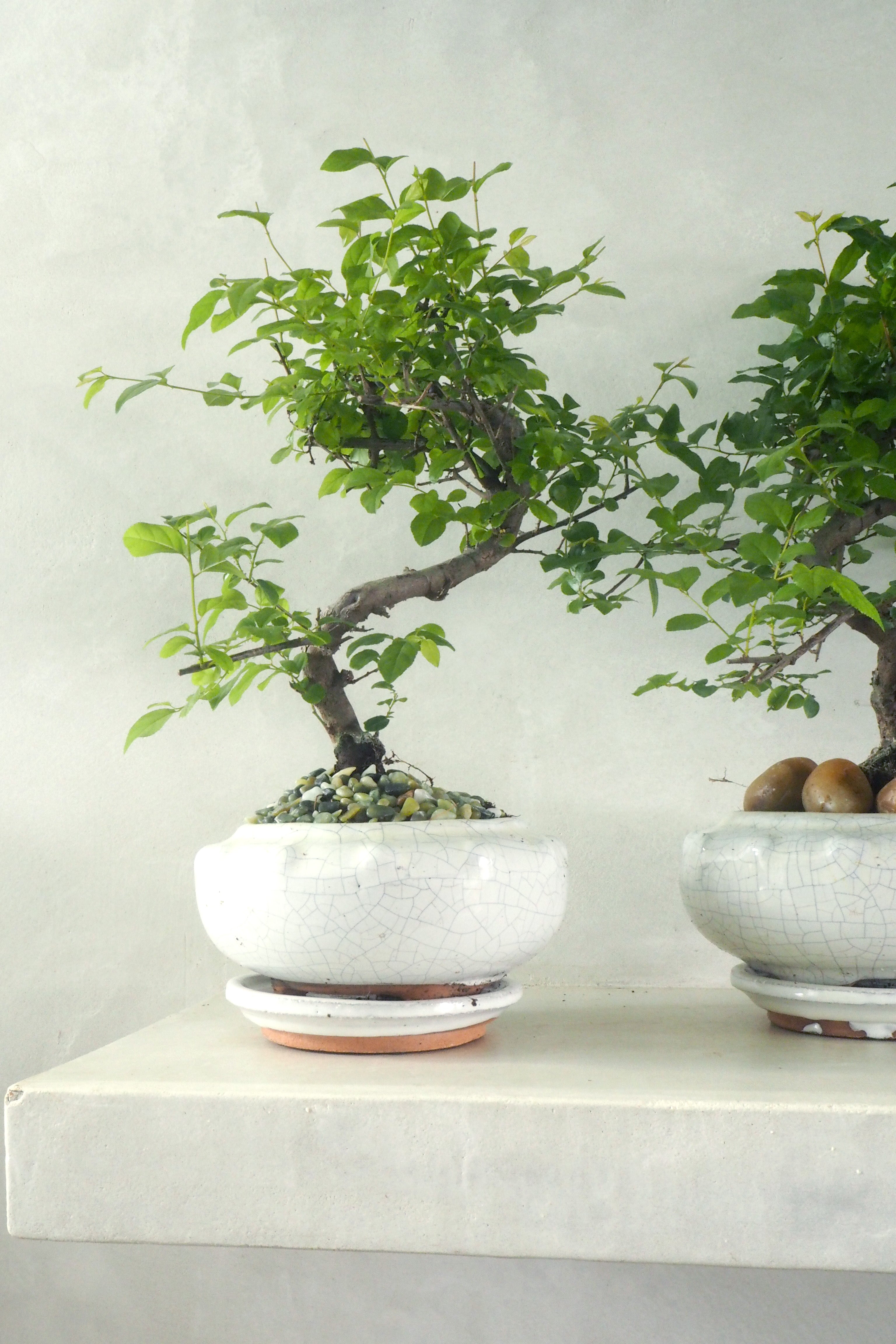Bonsai Sageretia, Beige, rund
