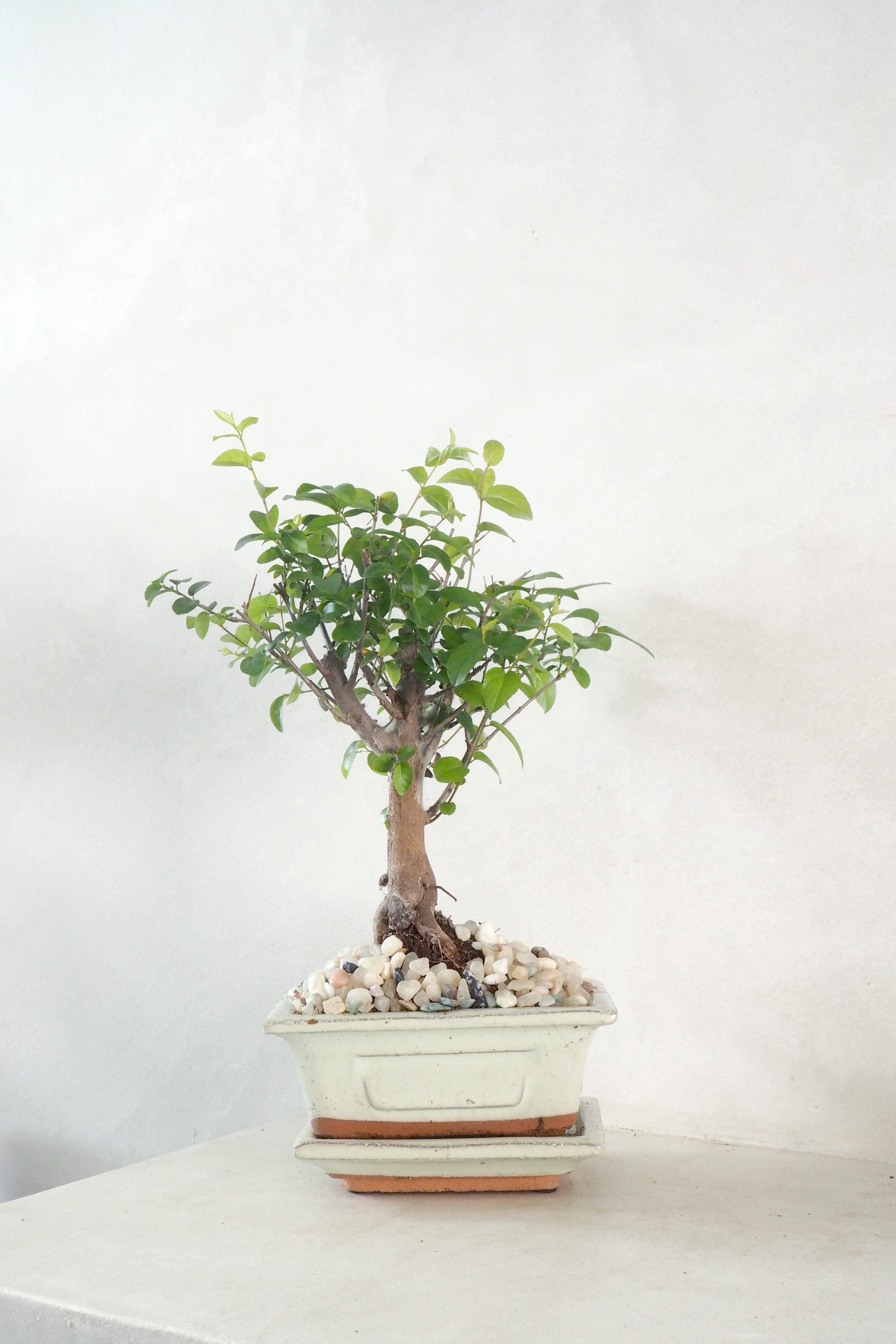 Bonsai Sageretia, Beige, lille