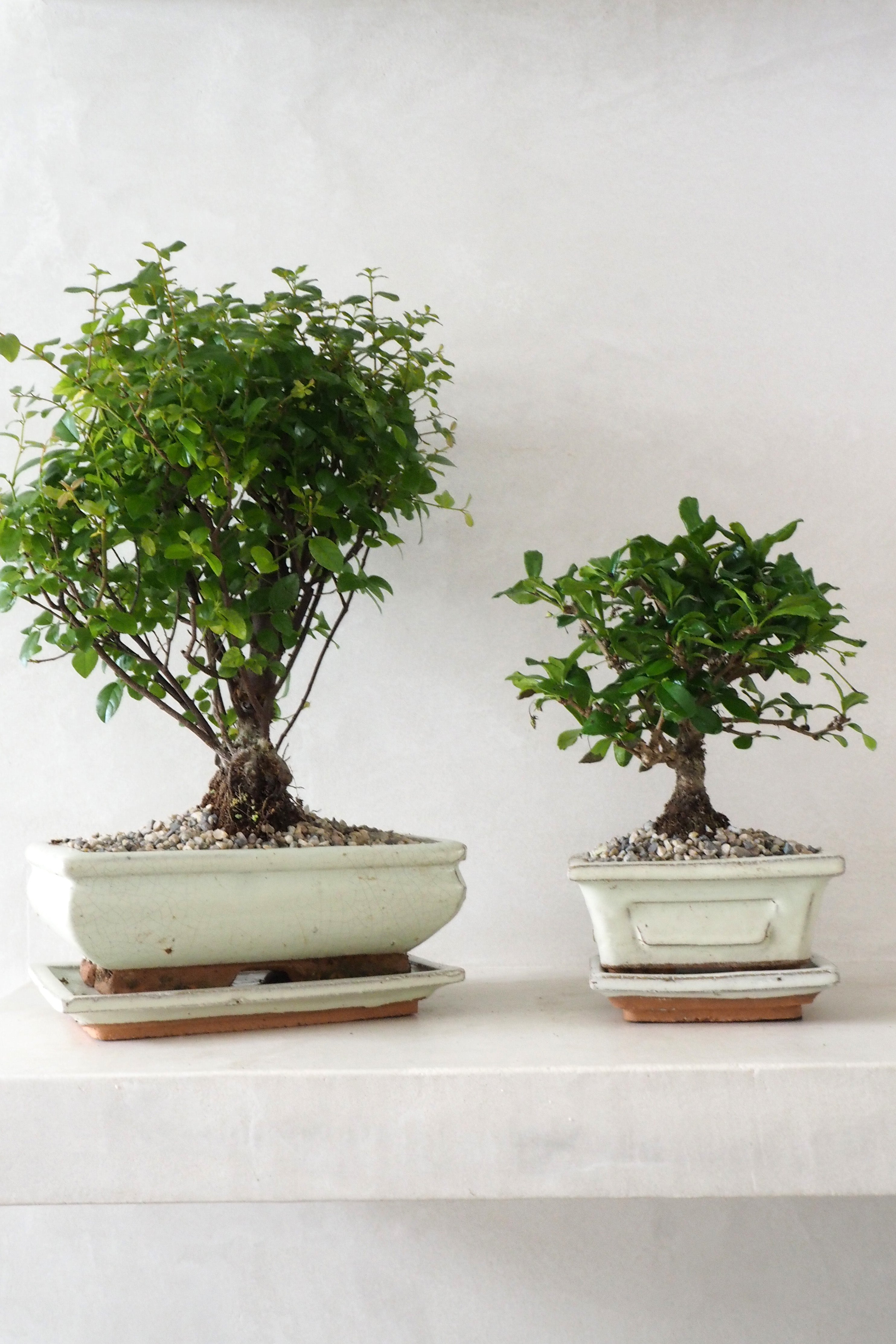 Bonsai Sageretia, medium