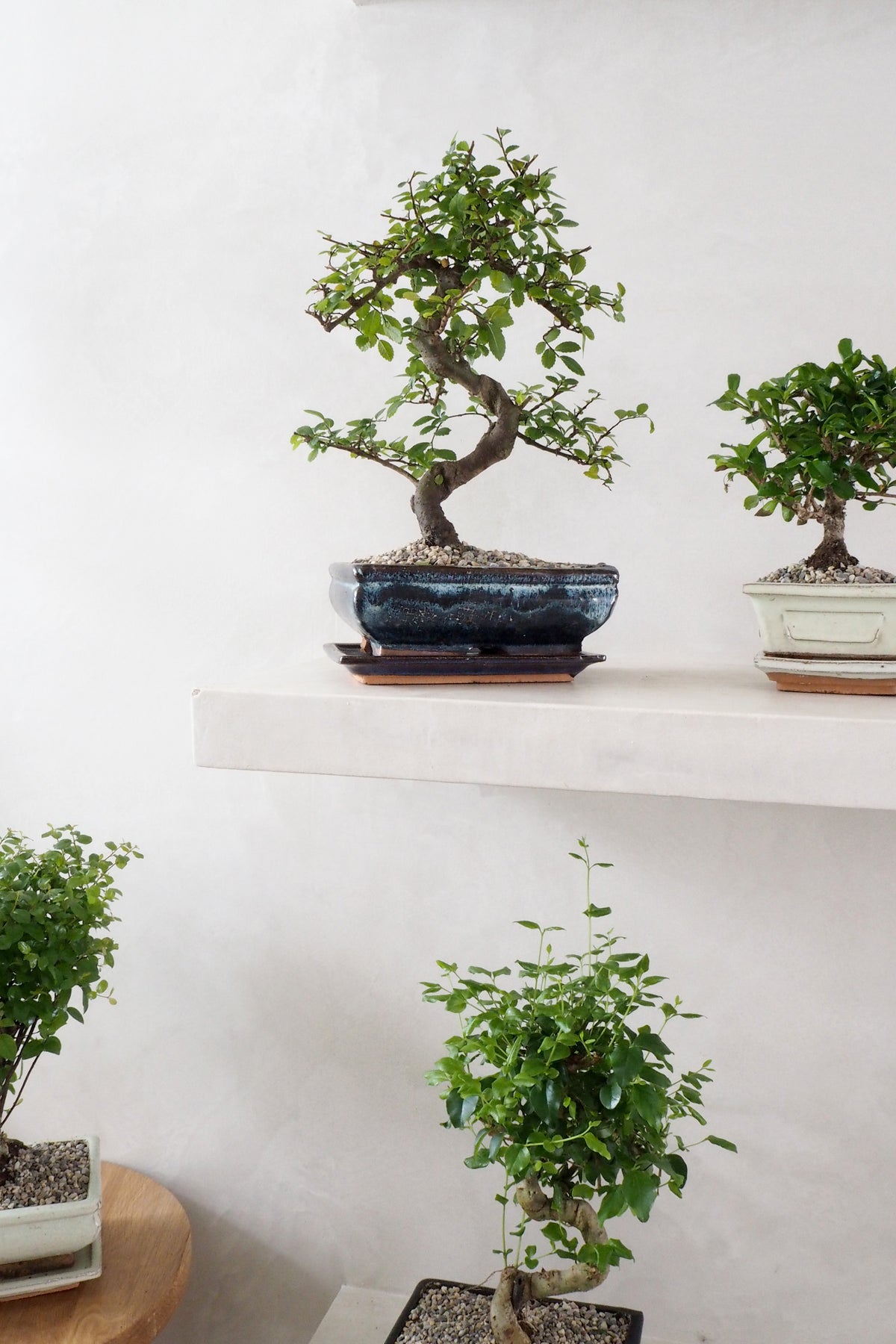 Bonsai Zelkova, medium II