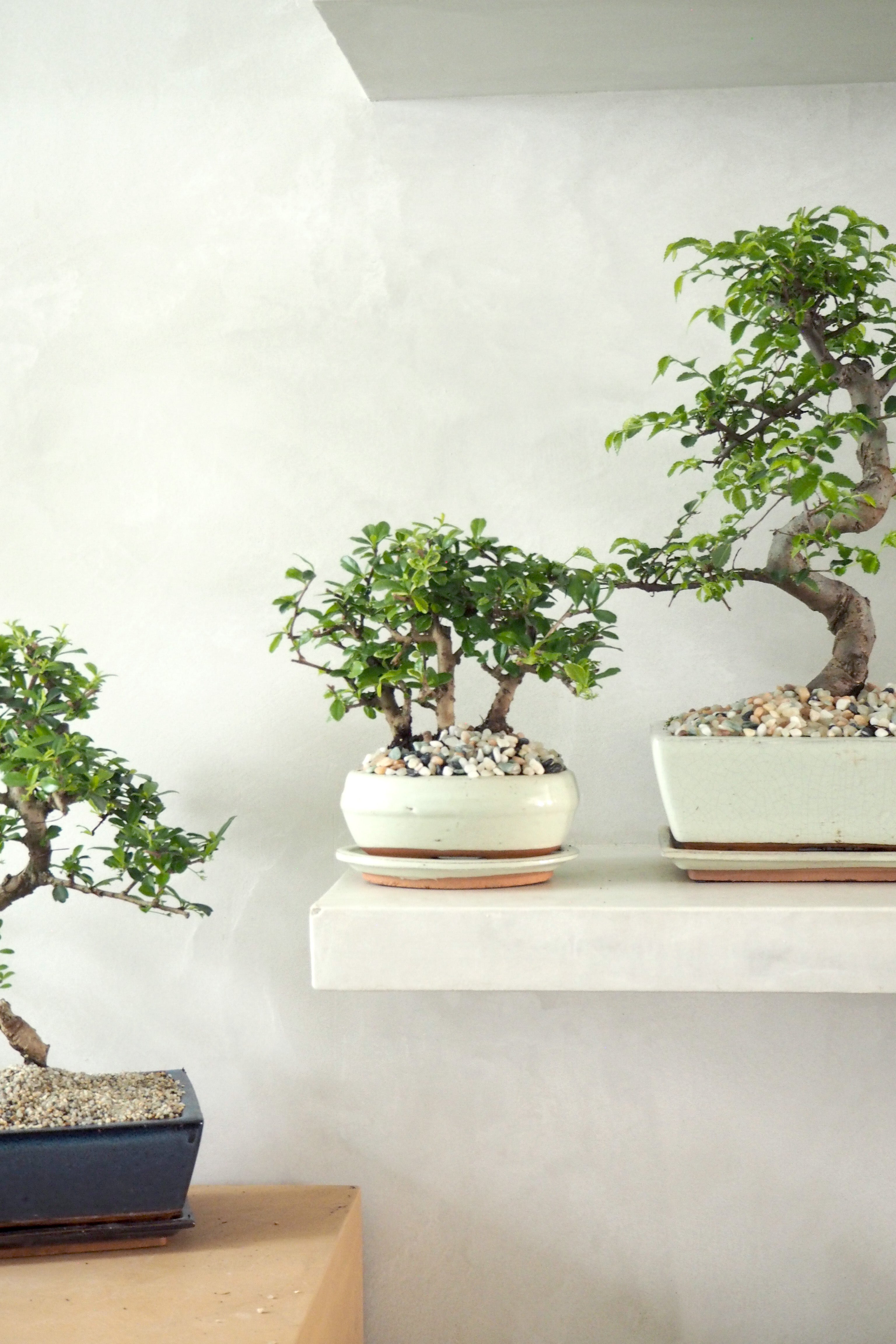 Bonsai Carmona, blå, stor
