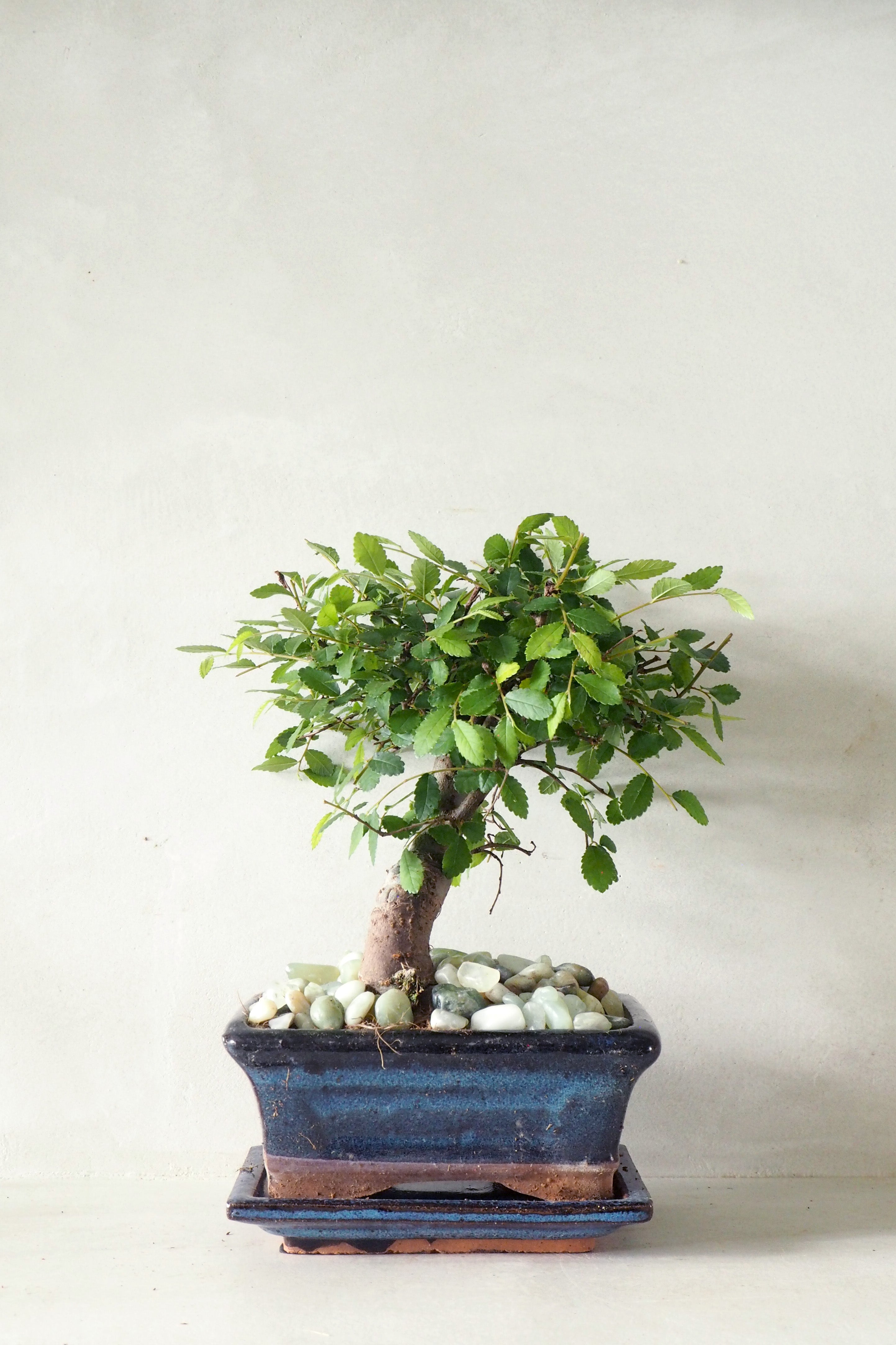 Bonsai Zelkova, medium