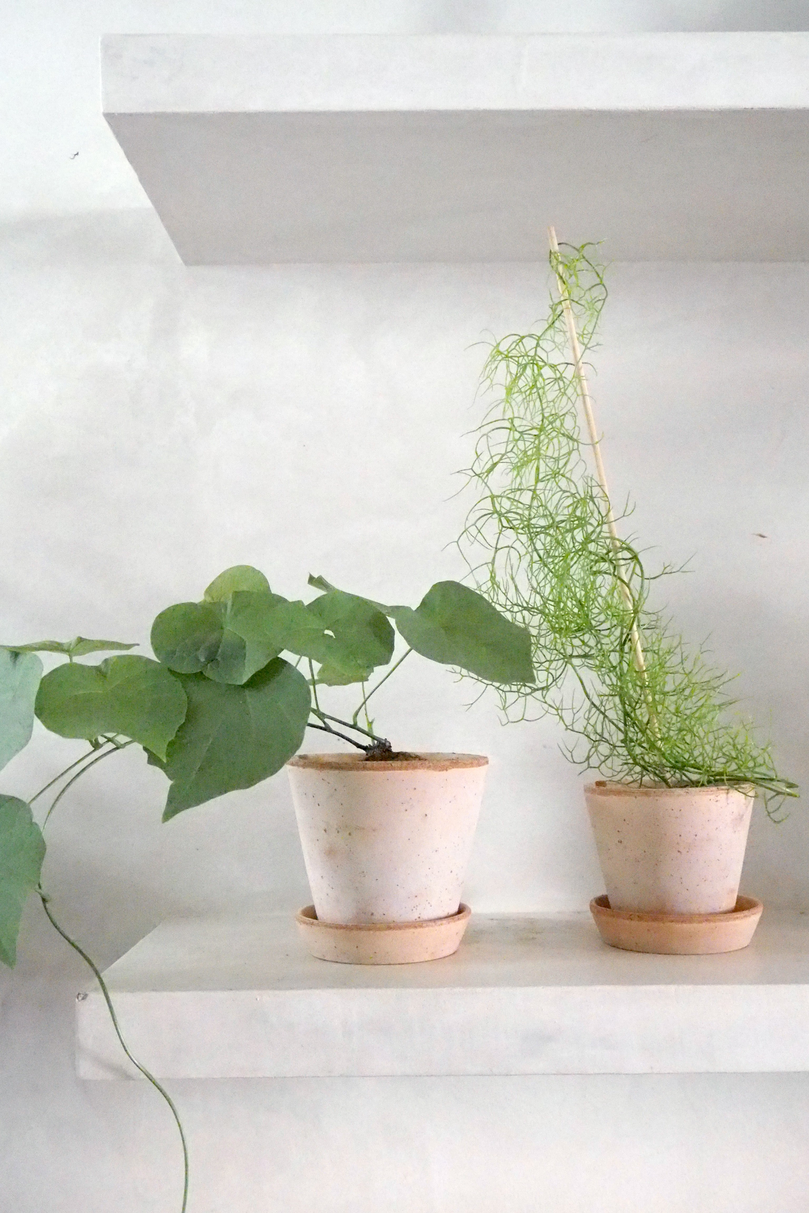 Bowiea volubilis