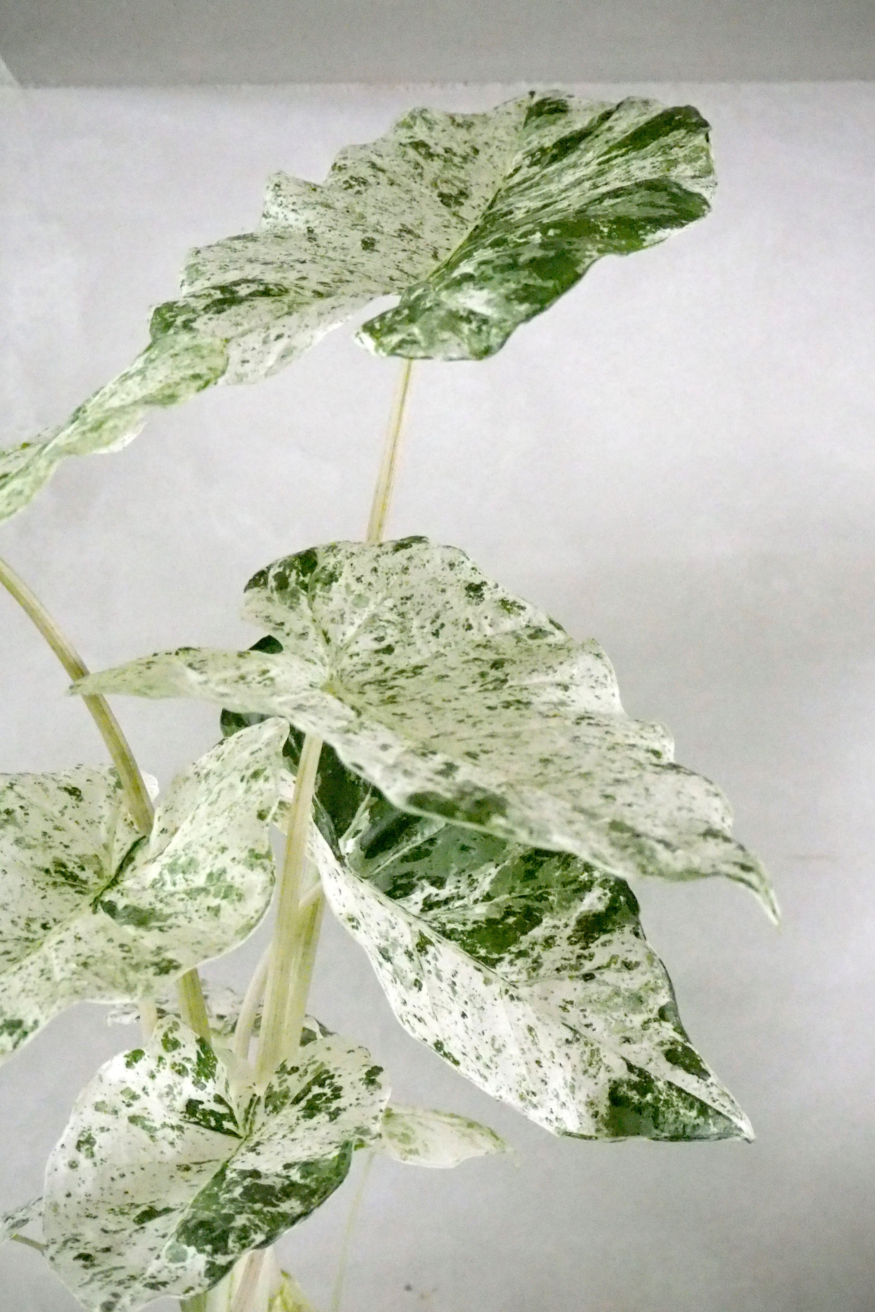 Alocasia camouflage