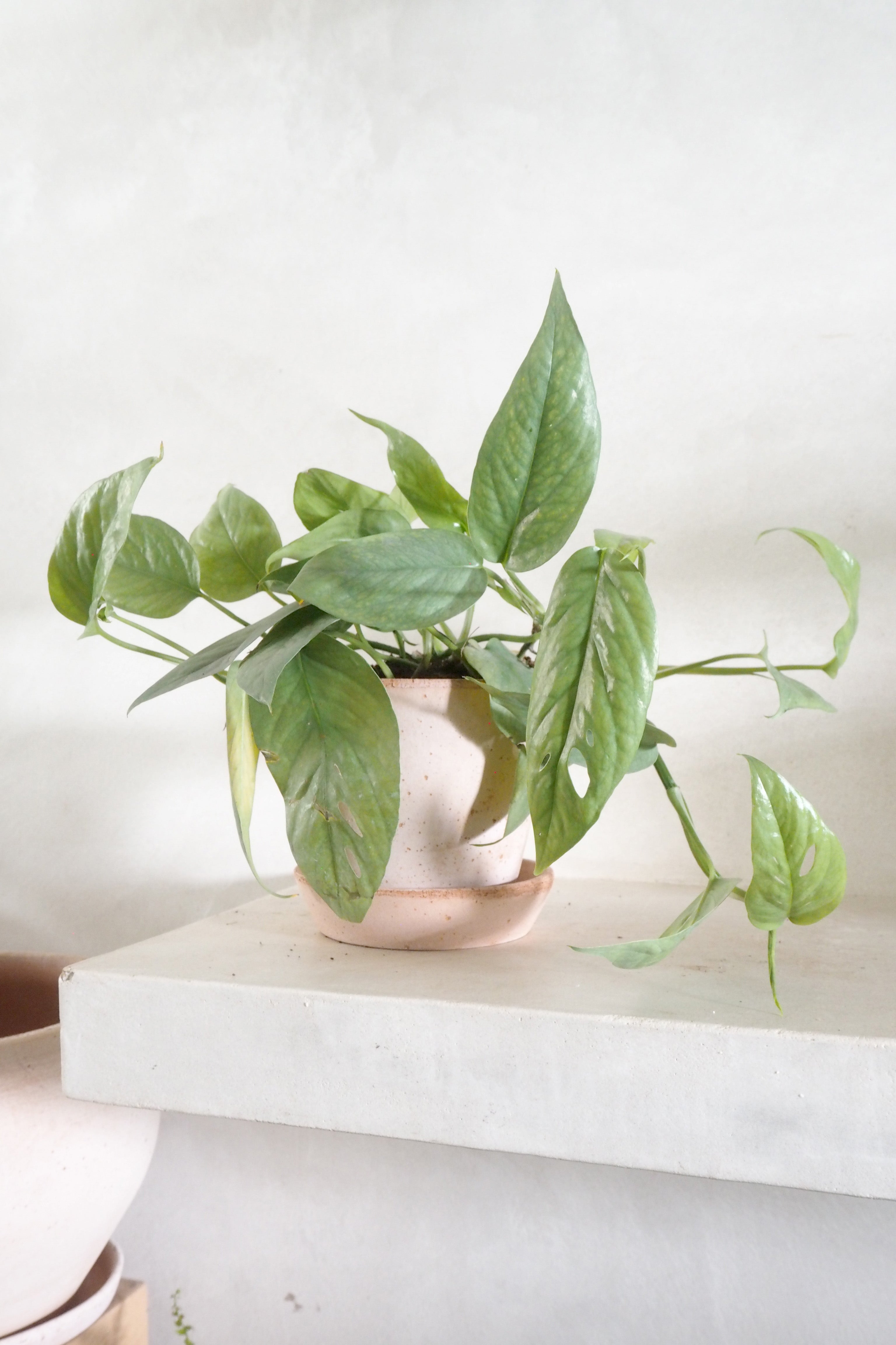 Epipremnum pinnatum Cebu Blue