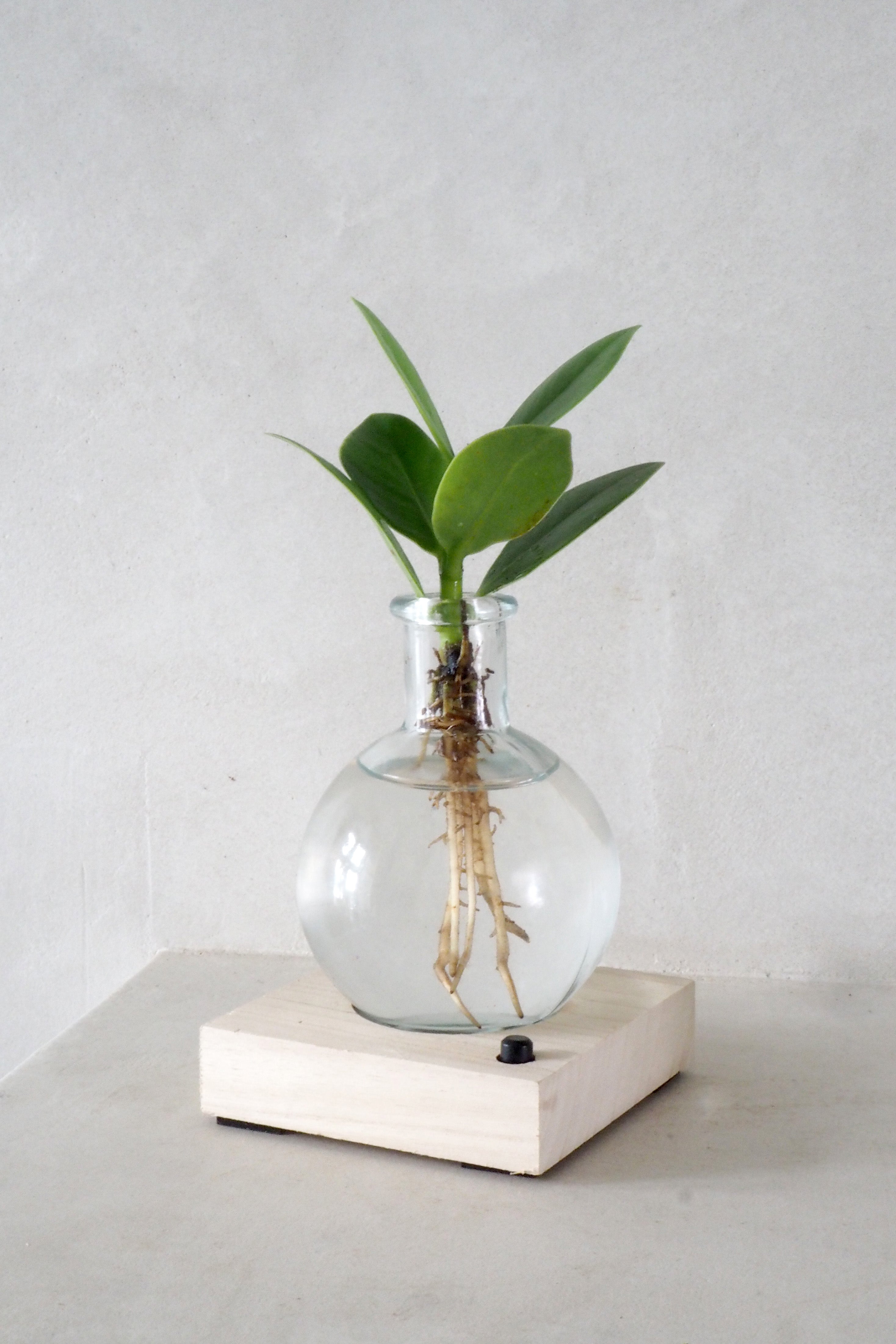 Plantelampe, Clusia