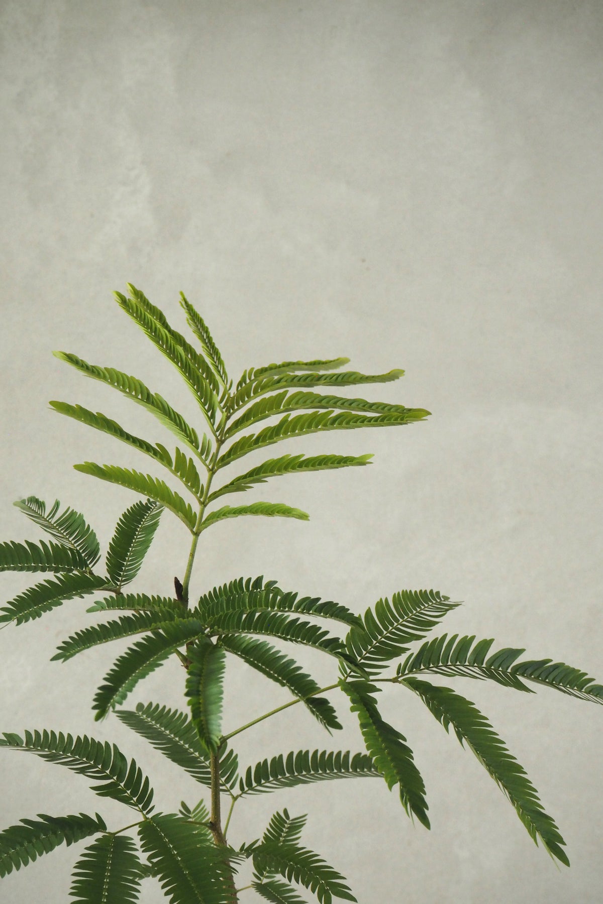 Cojoba Arborea "Zen Sleeper"