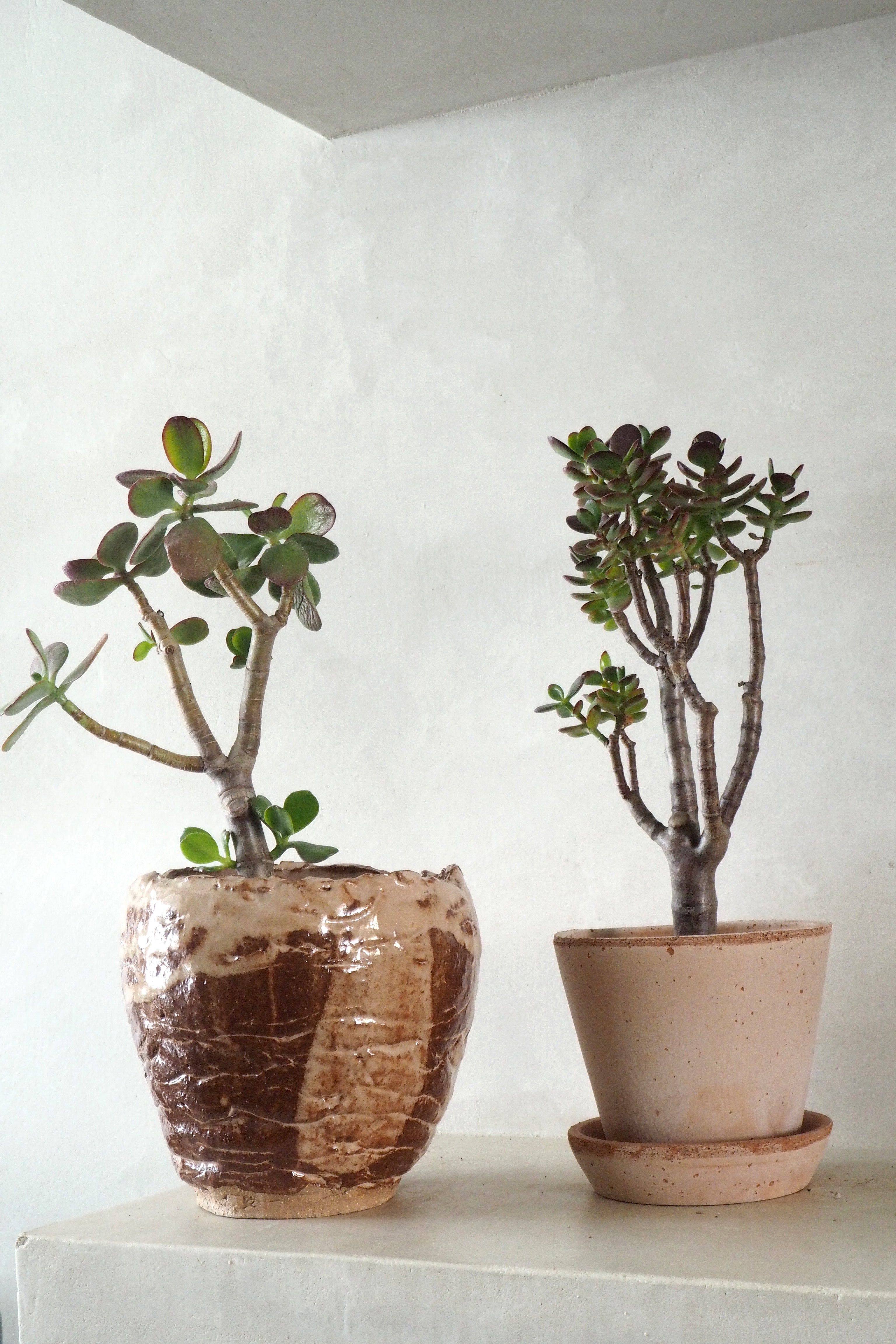 Opstammet Crassula Ovata