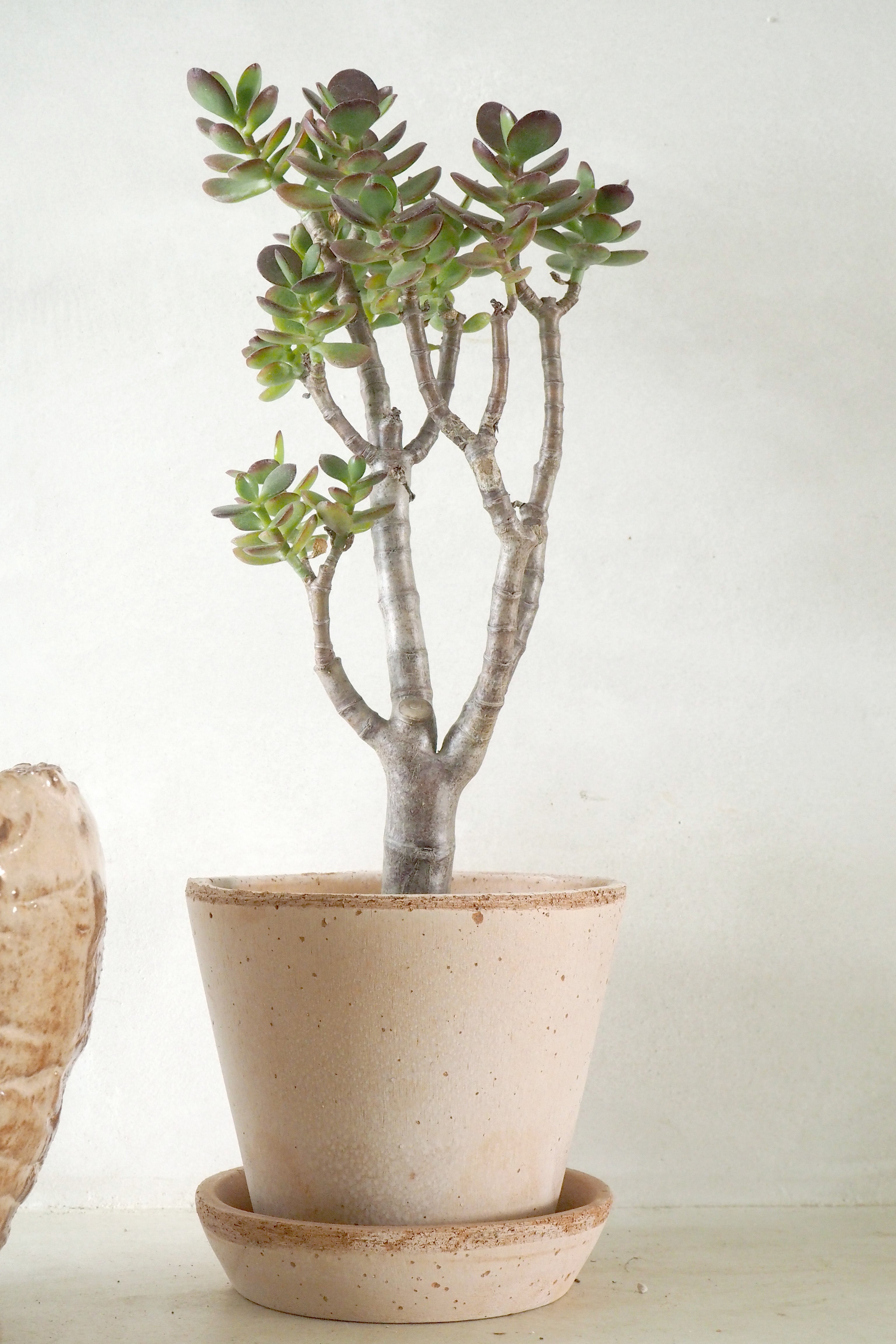 Opstammet Crassula Ovata