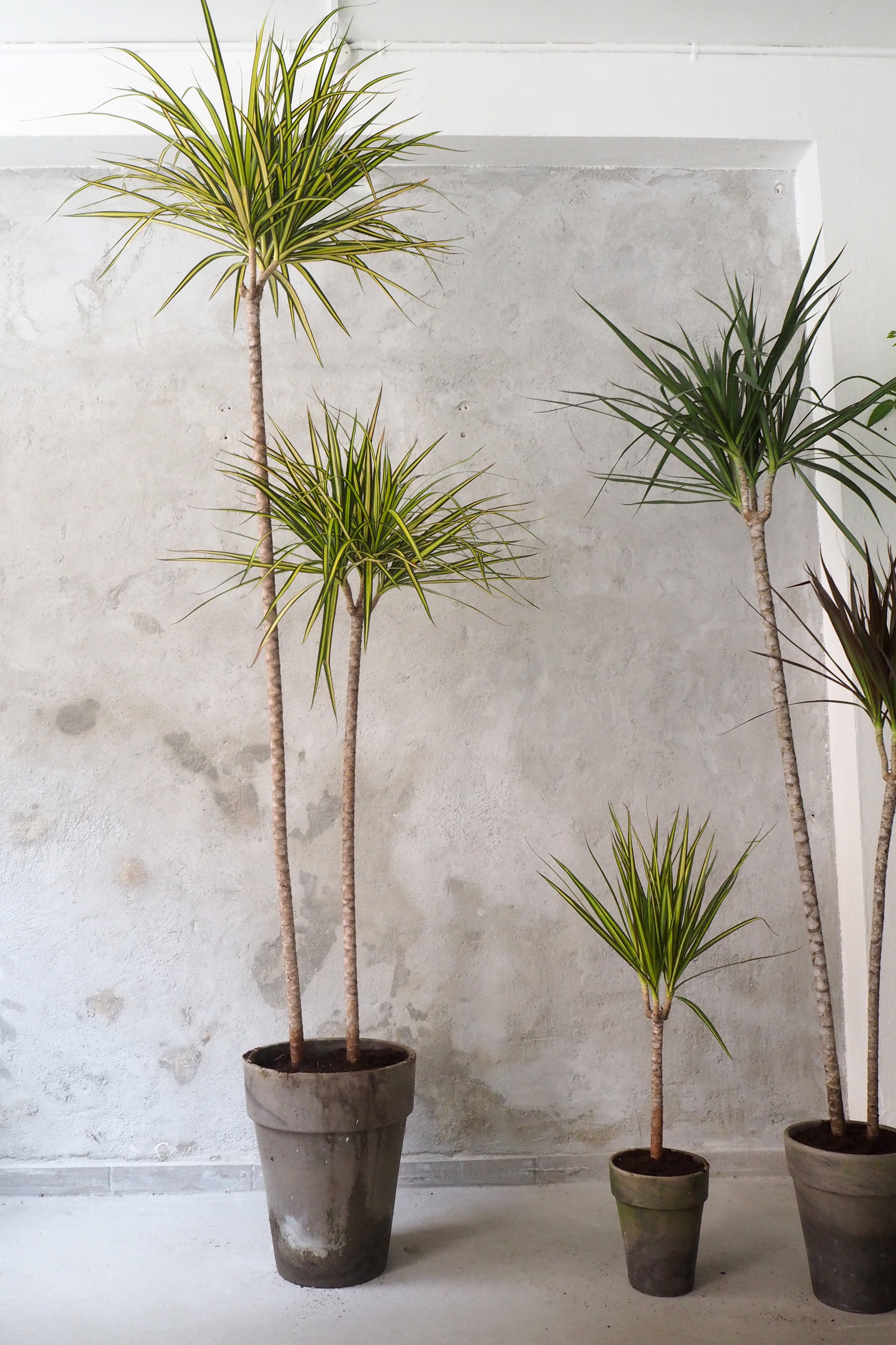 Dracena, stor